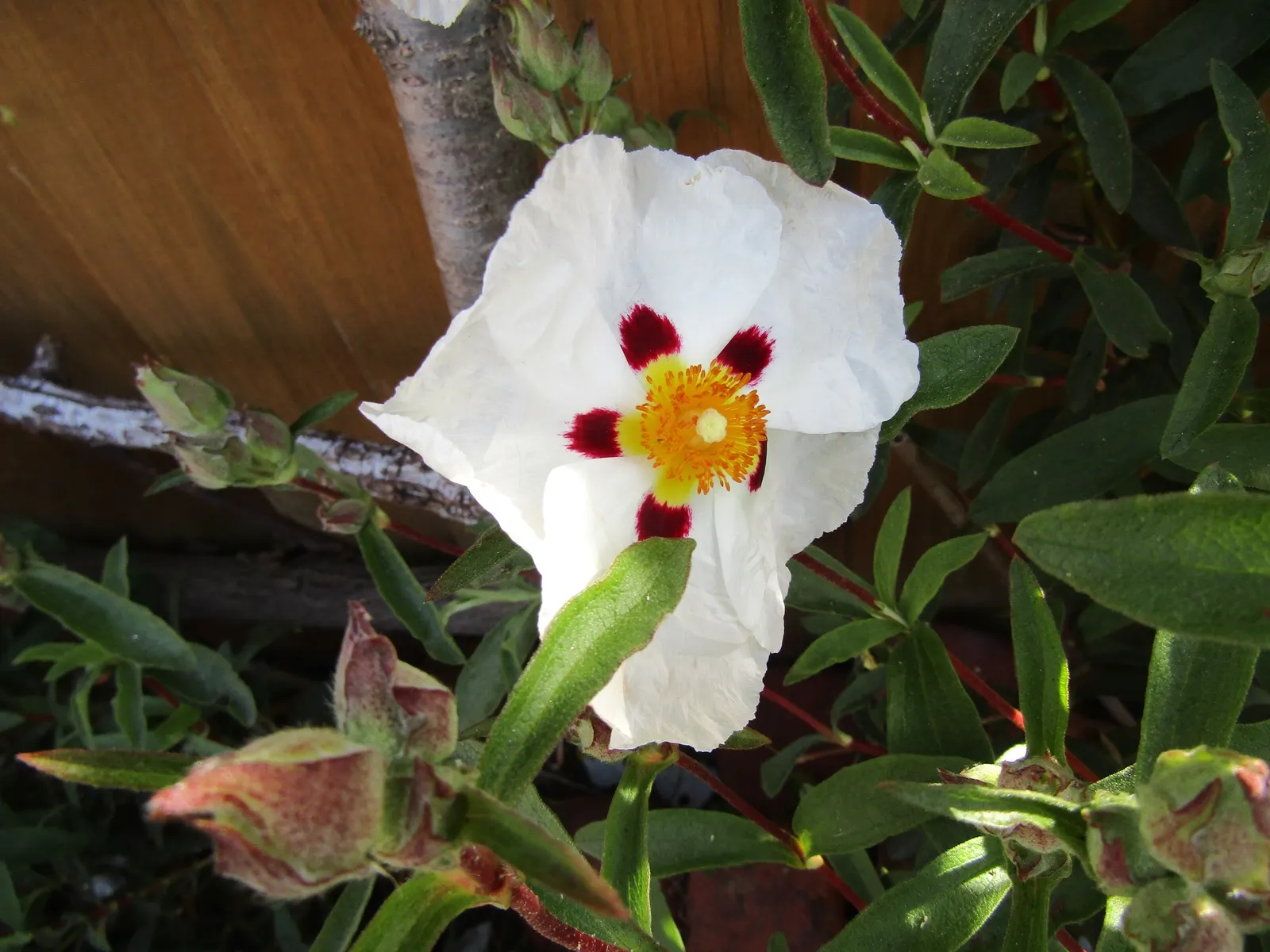 Rockrose (Cistus 'Mickie') — evergreen shrub known for its decorative and resilient characteristics; perennial with white blooms, image 126