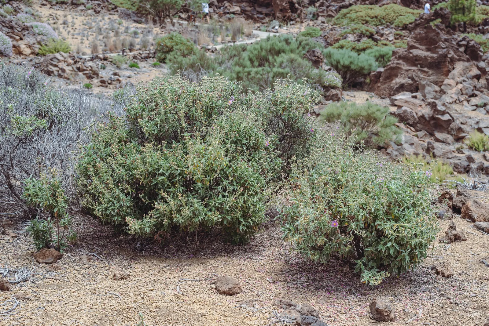 Rockrose (Cistus 'Mickie') — perennial with white blooms; which makes it suitable for small gardens or as part of a mixed border