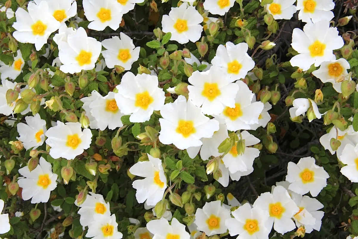 Rockrose (Cistus 'Mickie') — white flowers in the garden; this rockrose thrives in full sun and well-drained soil, being drought-tolerant once, image 58