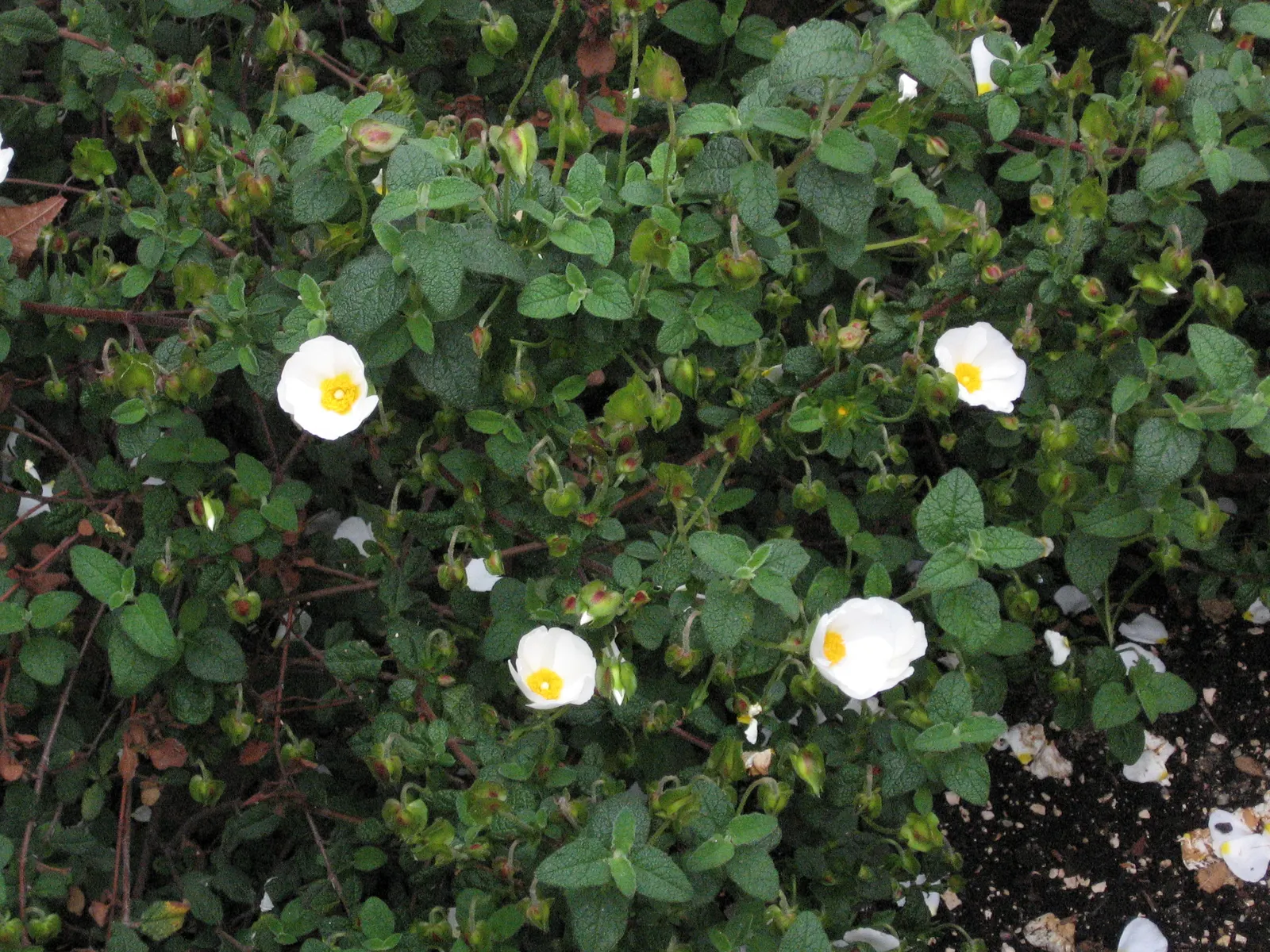 Rockrose (Cistus 'Mickie') — Each blossom lasts only a day; it is drought-tolerant once established, image 68