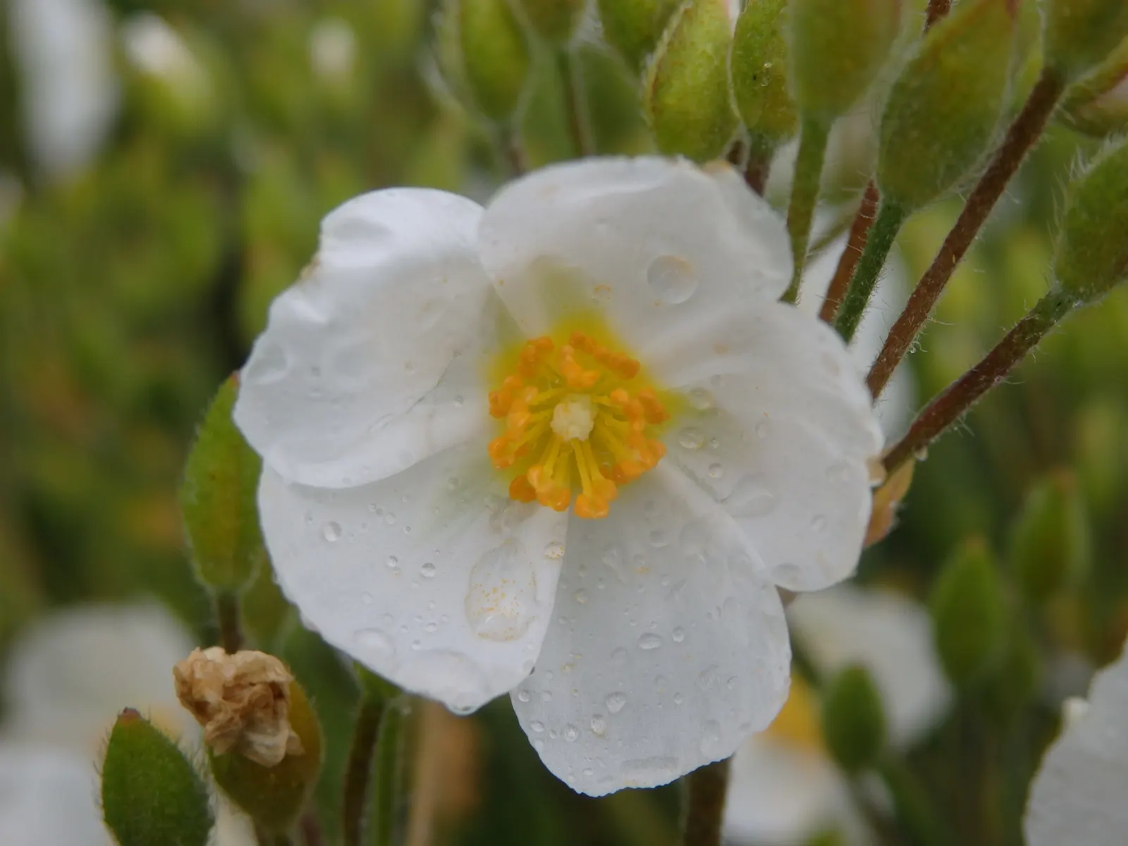 Rockrose (Cistus 'Mickie') — perennial for full; and low-maintenance nature answering a range of landscape design requirements