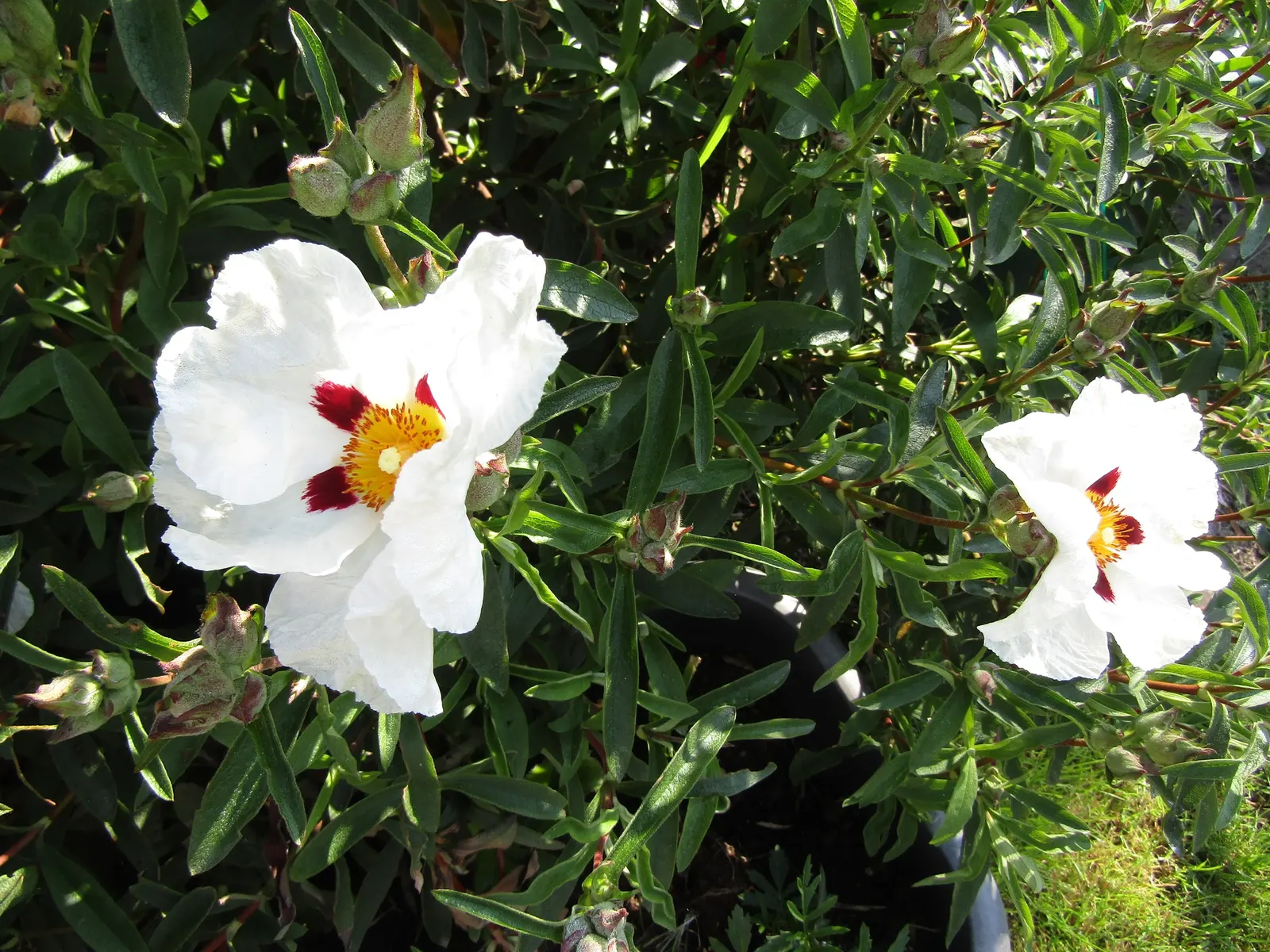 Rockrose (Cistus 'Mickie') — making it an excellent choice for adding texture and color to your landscape design; evergreen shrub known for its, image 127