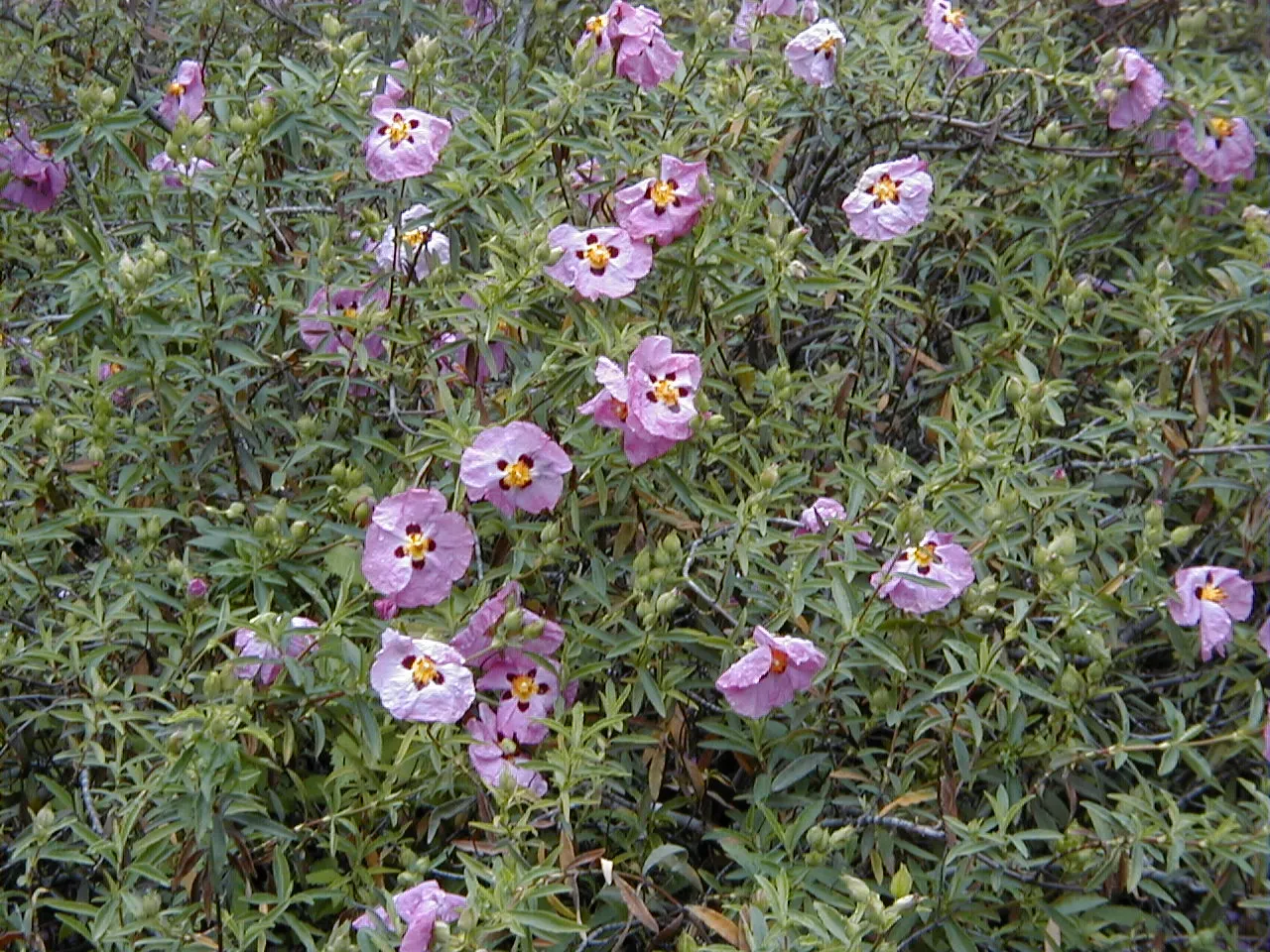 Rockrose (Cistus 'Mickie') — evergreen shrub known for its decorative and resilient characteristics; perennial with white blooms, image 66