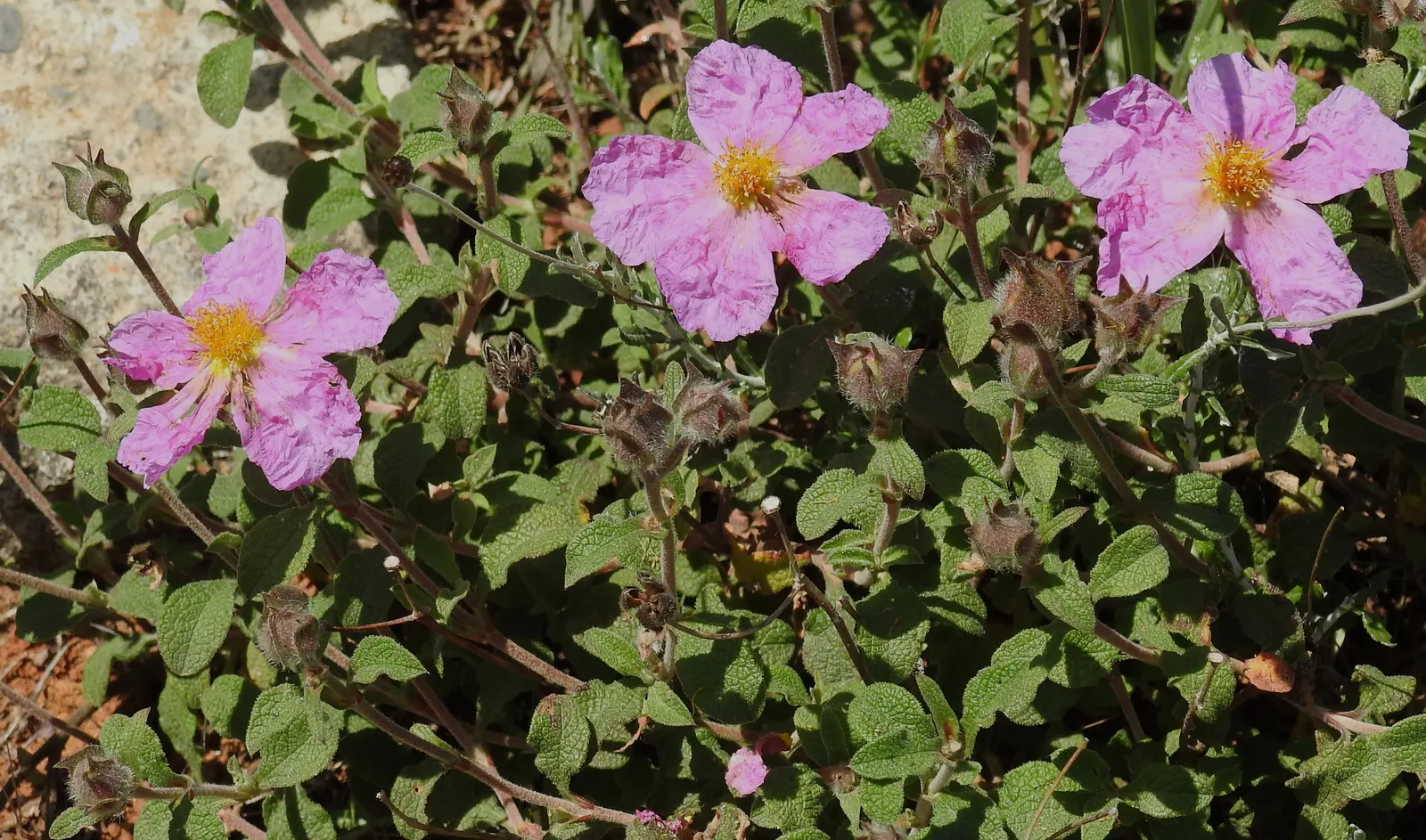 Rockrose (Cistus 'Mickie') — and low-maintenance nature answering a range of landscape design requirements; which is beneficial in areas with active wildlife