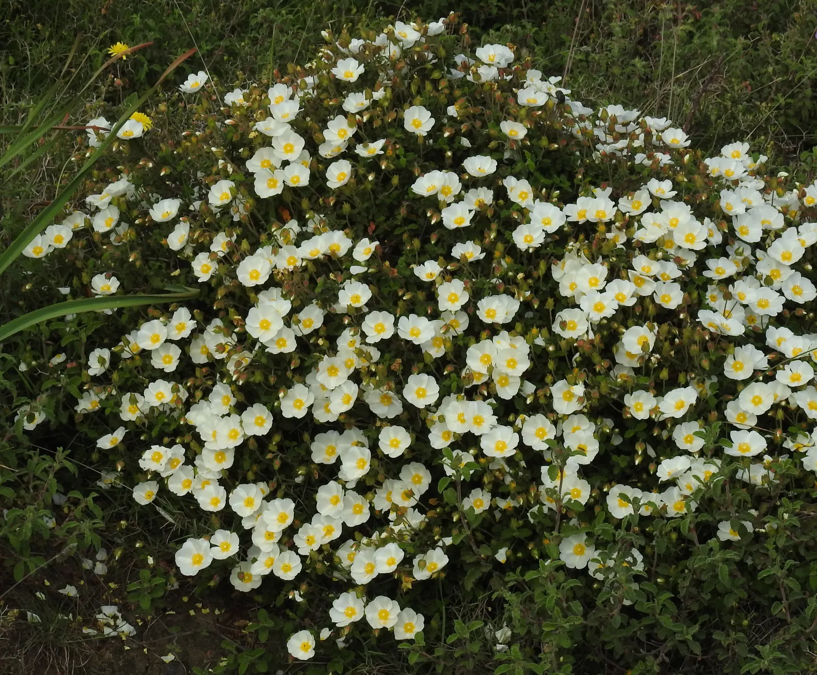 Rockrose (Cistus 'Mickie') — typically reaching 2 to 3 feet in height and spreading 2 to 4 feet wide; perennial for full, image 69