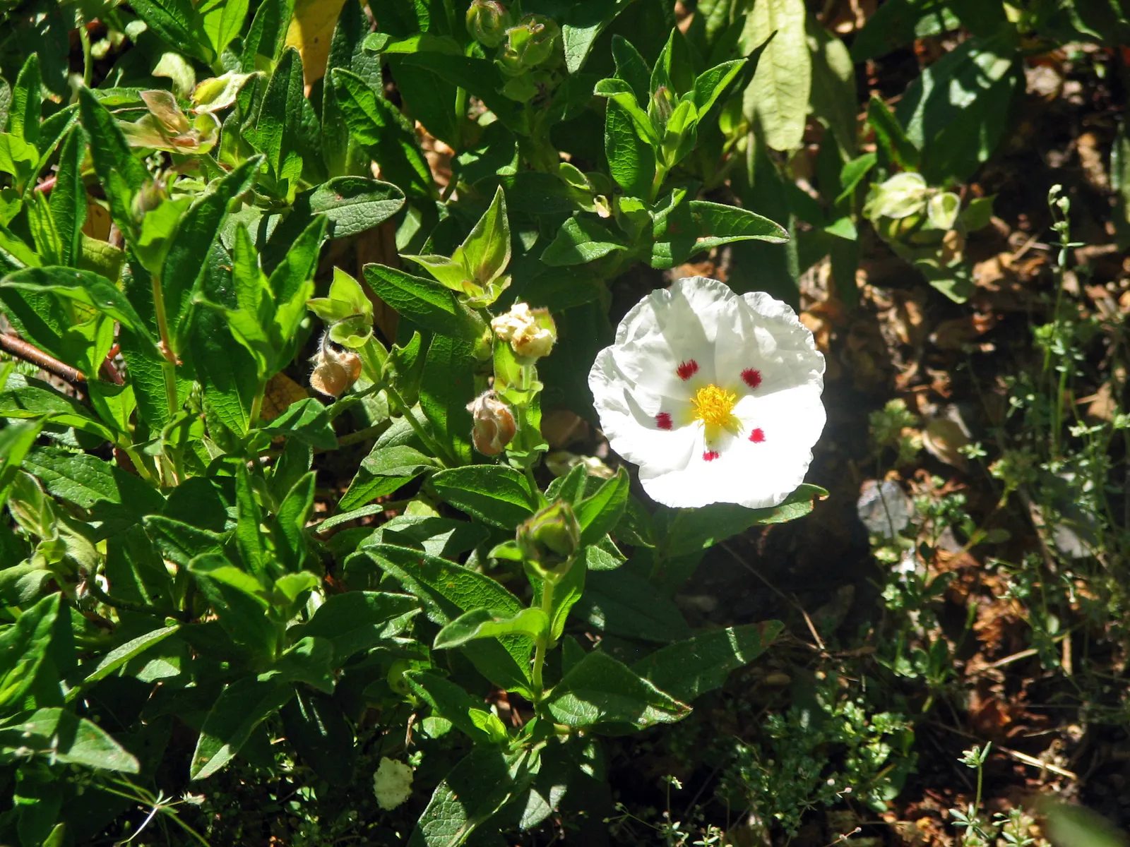 Rockrose (Cistus 'Mickie') — commonly referred to as Rockrose; cistus 'Mickie' thrives in full sun and prefers well-drained soil, image 45