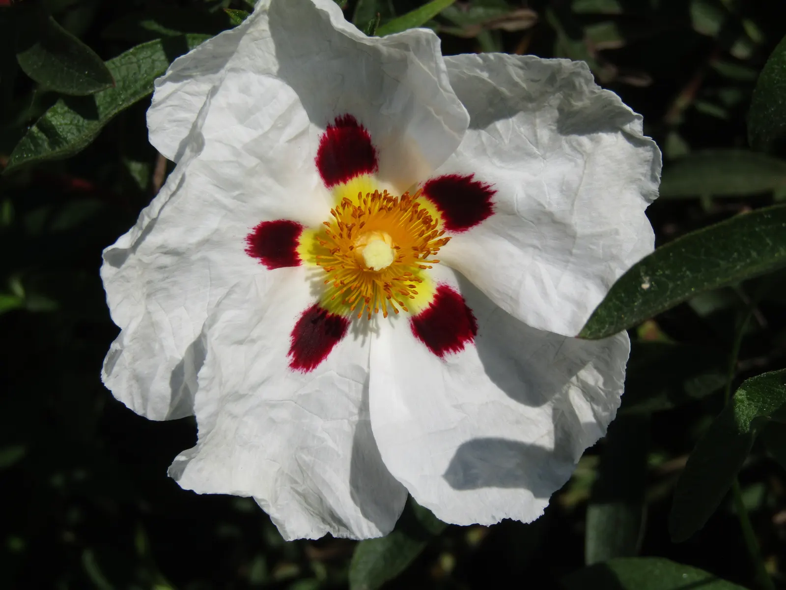 Rockrose (Cistus 'Mickie') — commonly referred to as Rockrose; cistus 'Mickie' thrives in full sun and prefers well-drained soil, image 125
