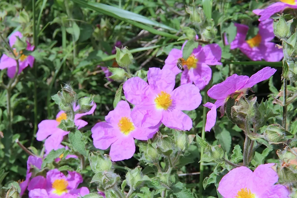Rockrose (Cistus 'Mickie') — which makes it suitable for small gardens or as part of a mixed border; making it an excellent choice for adding, image 70