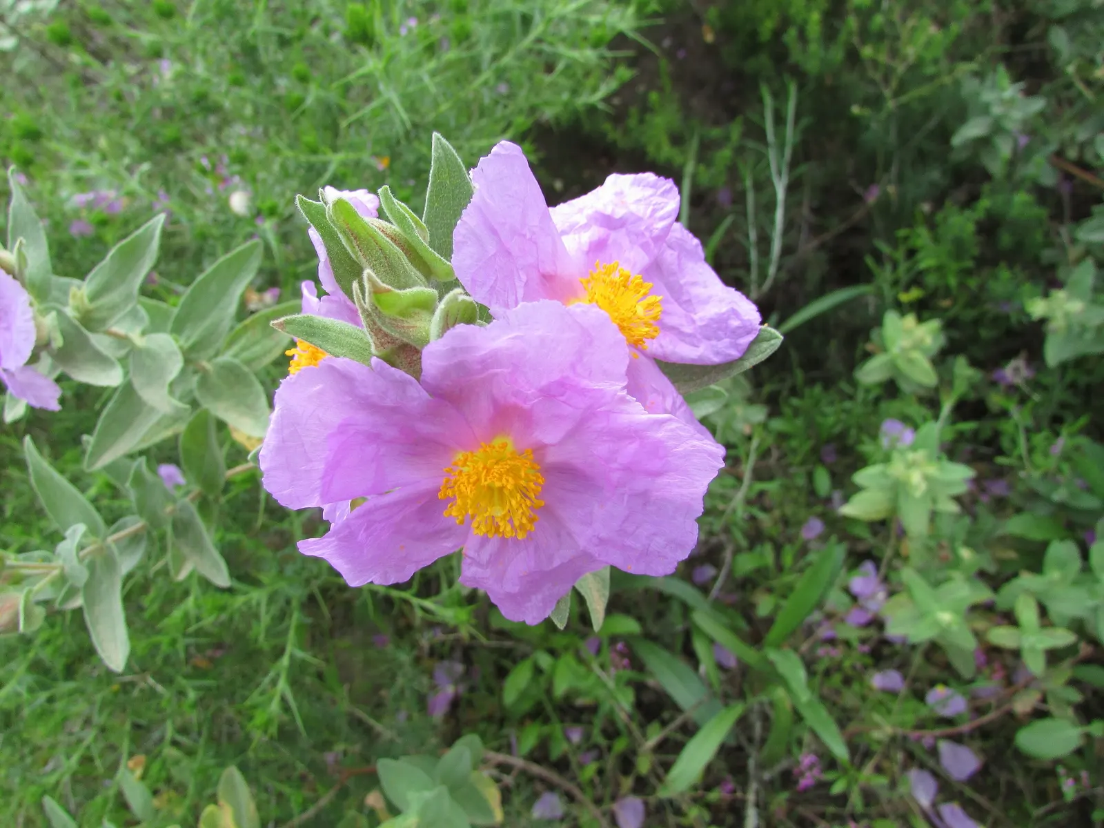 Rockrose (Cistus 'Mickie') — The Cistus 'Mickie' is an evergreen shrub heralding vivid pink flowers with a maroon base; ideal for, image 121