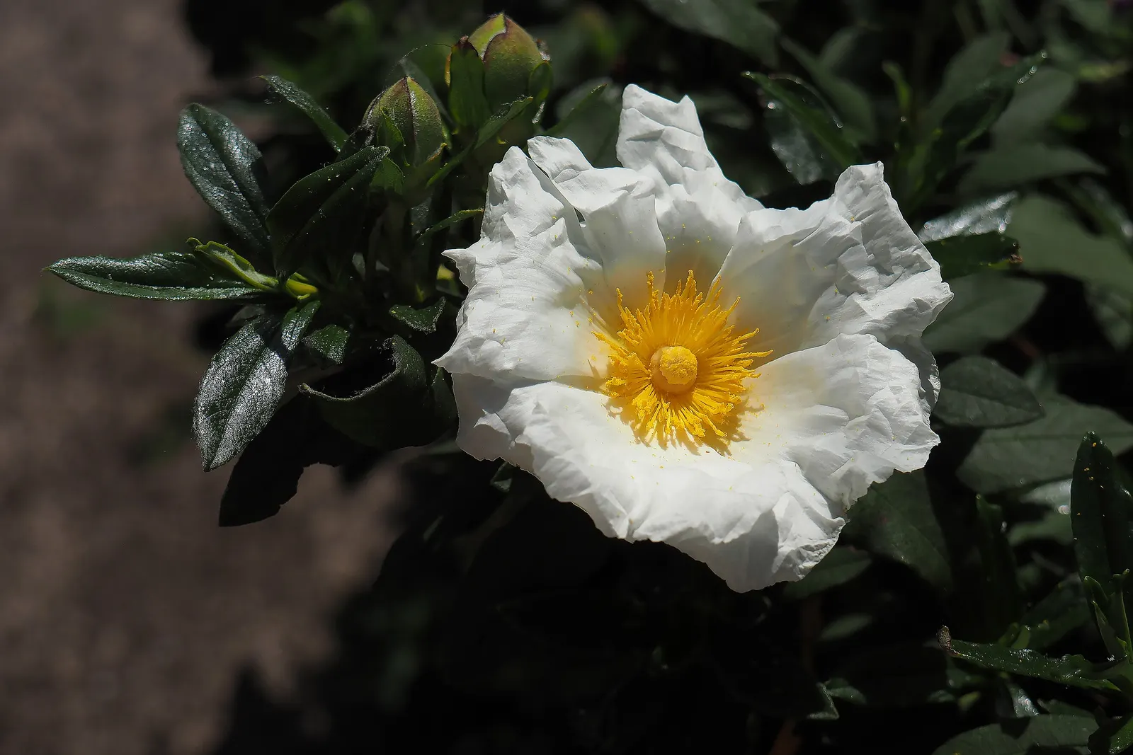 Rockrose (Cistus 'Mickie') — Cistus 'Mickie' thrives in full sun and prefers well-drained soil; the Cistus 'Mickie' is an evergreen shrub heralding, image 52