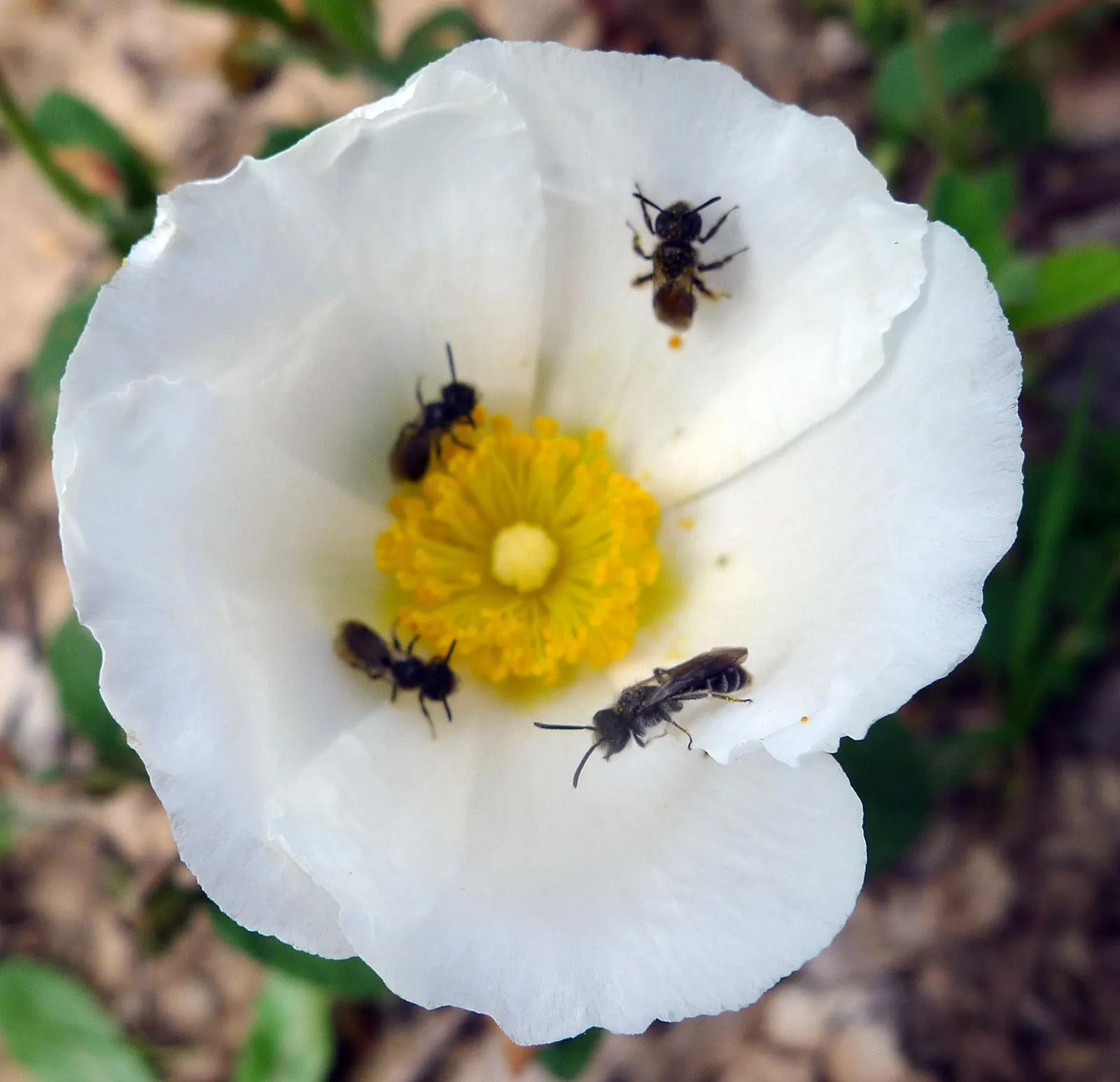 Rockrose (Cistus 'Mickie') — and low-maintenance nature answering a range of landscape design requirements; which is beneficial in areas with, image 57