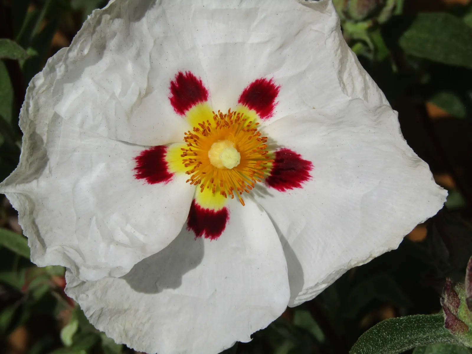 Rockrose (Cistus 'Mickie') — This rockrose thrives in full sun and well-drained soil, being drought-tolerant once established; white flowers in the, image 123