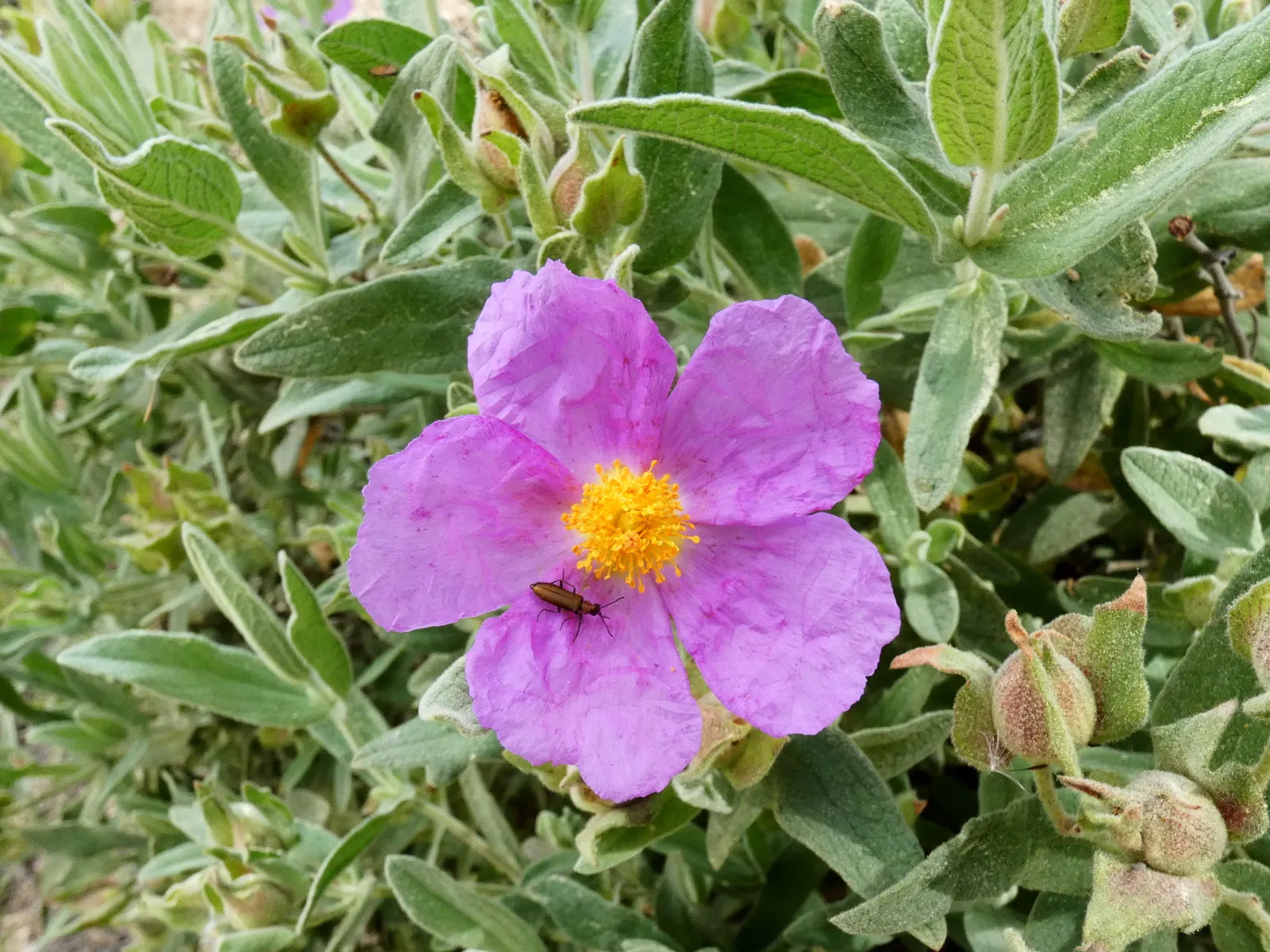 Rockrose (Cistus 'Mickie') — Ideal for Mediterranean-style gardens, it adds color and texture as a ground cover or low hedge; commonly referred to, image 64
