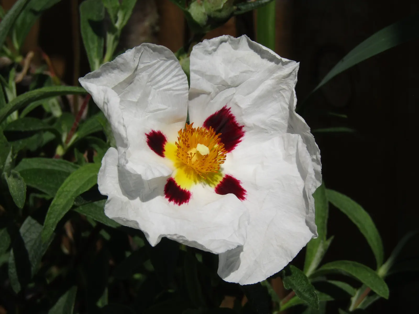 Rockrose (Cistus 'Mickie') — Ideal for Mediterranean-style gardens, it adds color and texture as a ground cover or low hedge; commonly referred to, image 124