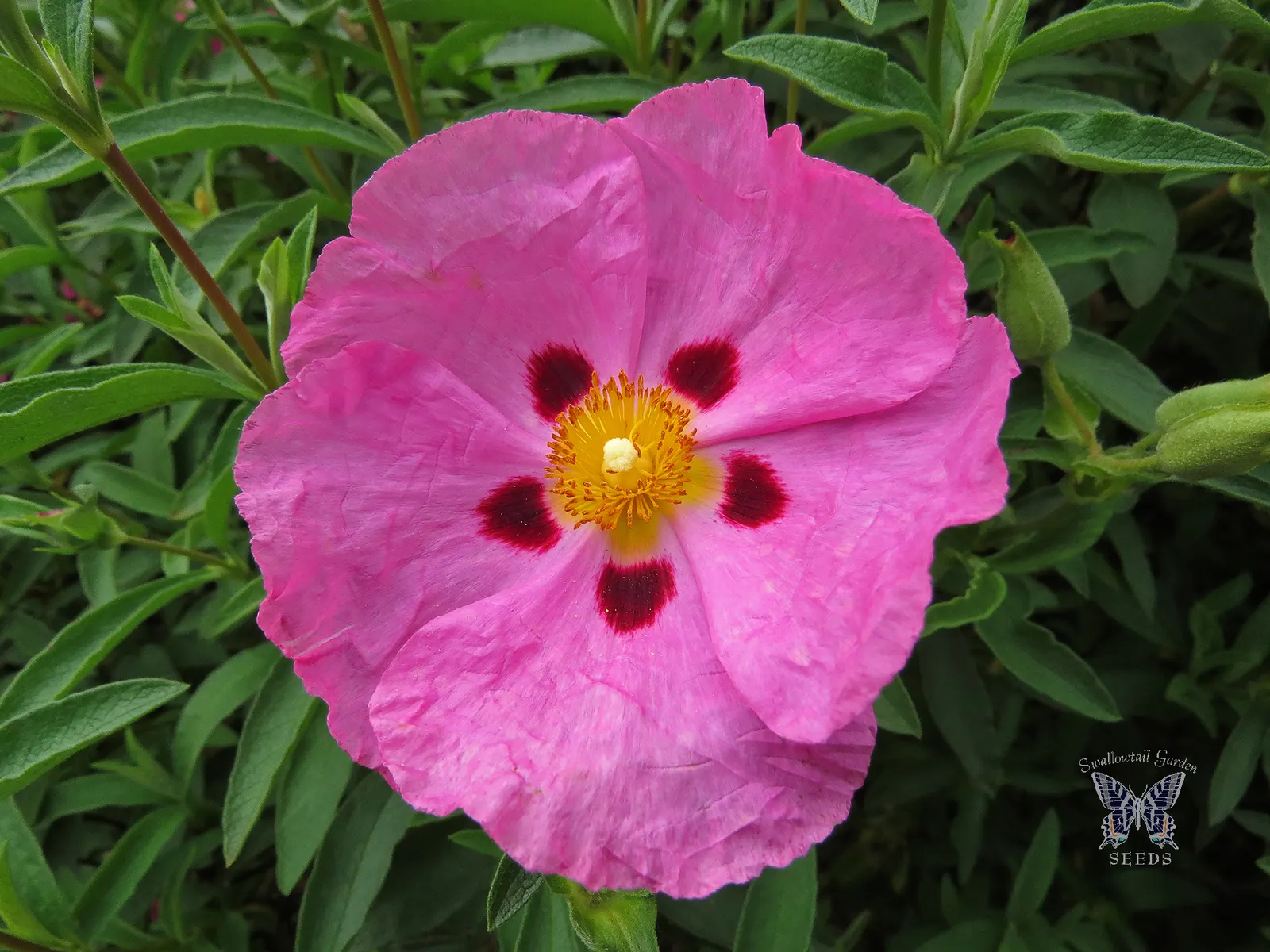 Rockrose (Cistus 'Mickie') — Its foliage is particularly attractive; the leaves are dark green; reducing the need for frequent watering, image 51