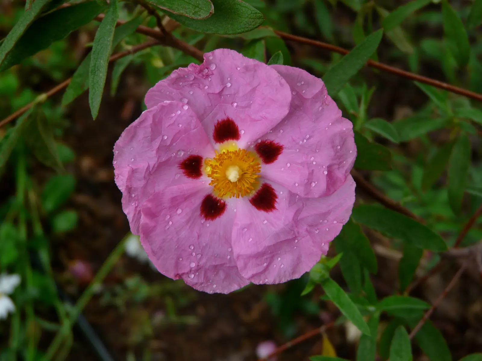 Rockrose (Cistus 'Mickie') — which is beneficial in areas with active wildlife; typically reaching 2 to 3 feet in height and spreading 2 to 4 feet, image 56