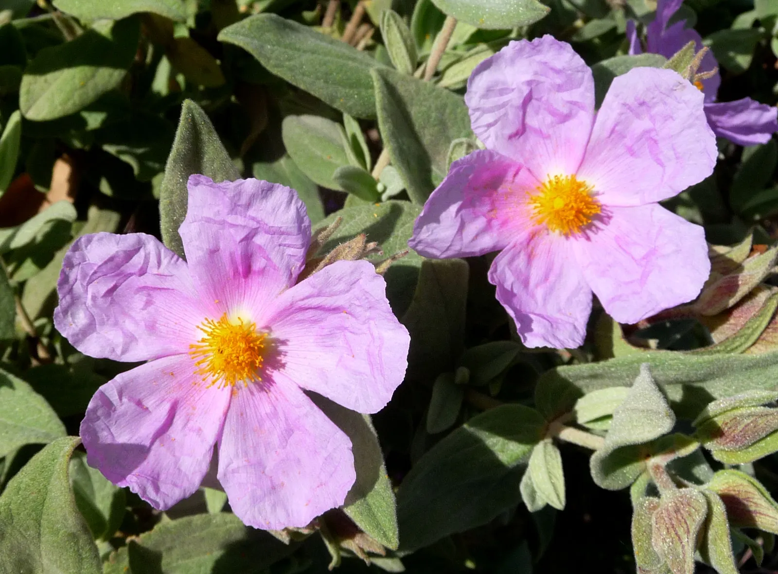 Rockrose (Cistus 'Mickie') — perennial for full; and low-maintenance nature answering a range of landscape design requirements, image 60