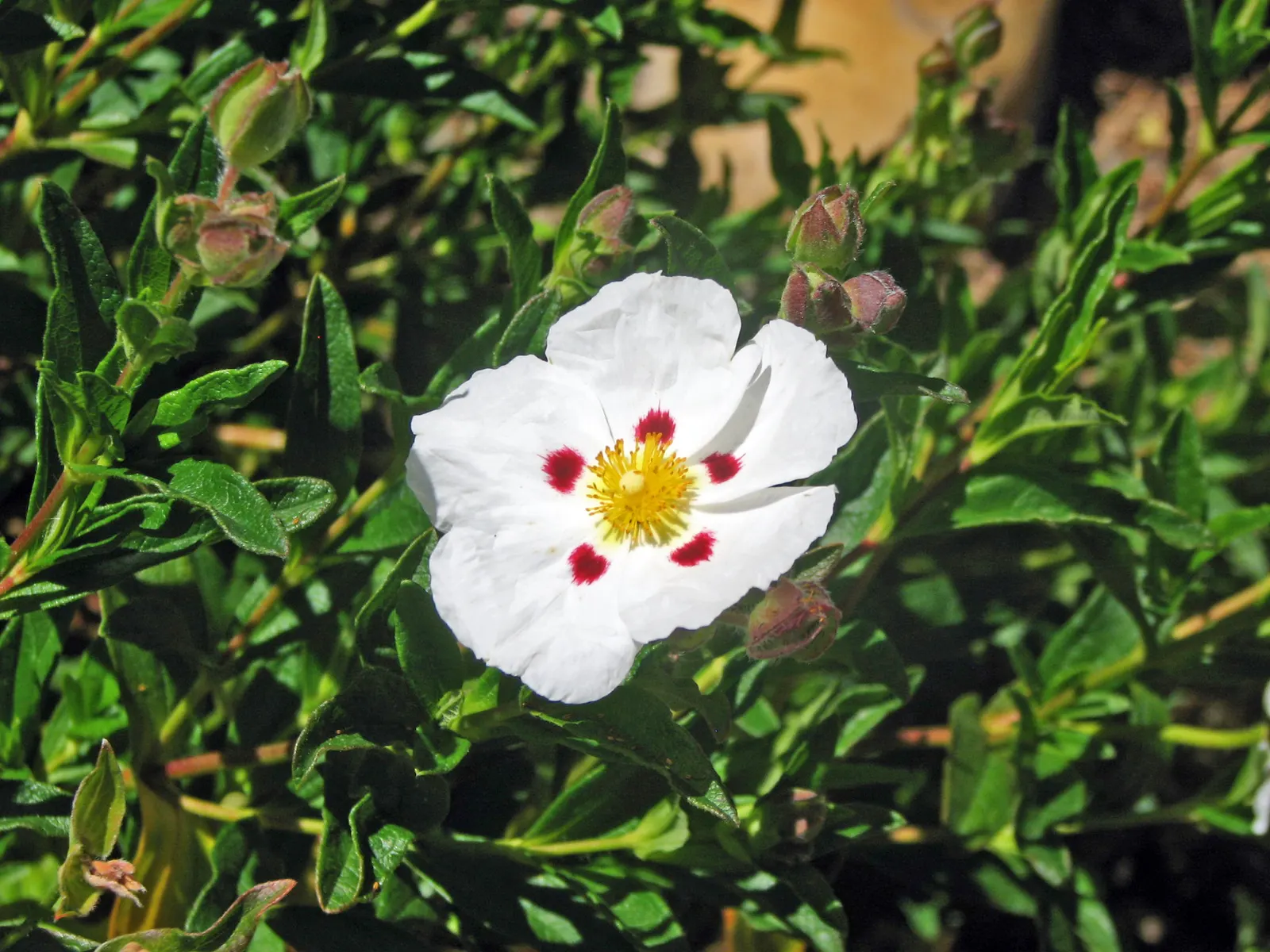 Rockrose (Cistus 'Mickie') — making it an excellent choice for adding texture and color to your landscape design; evergreen shrub known for its, image 47