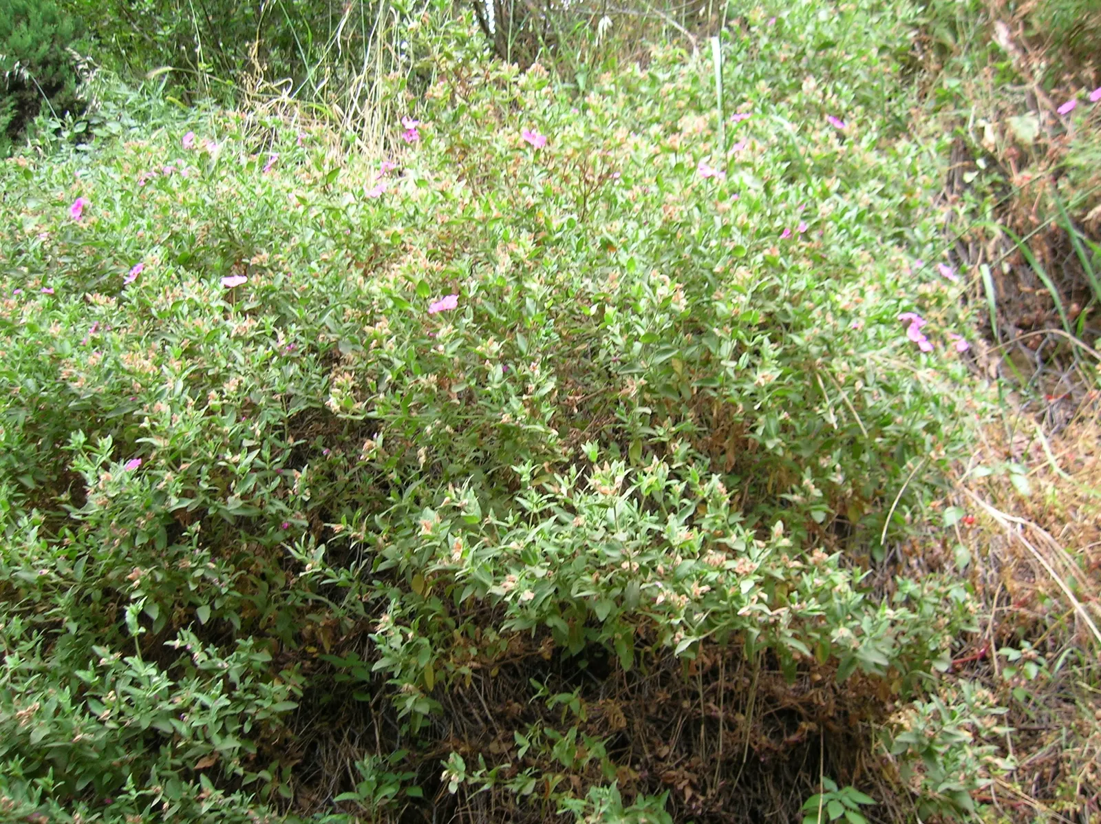 Rockrose (Cistus 'Mickie') — white flowers in the garden; this rockrose thrives in full sun and well-drained soil, being drought-tolerant once established