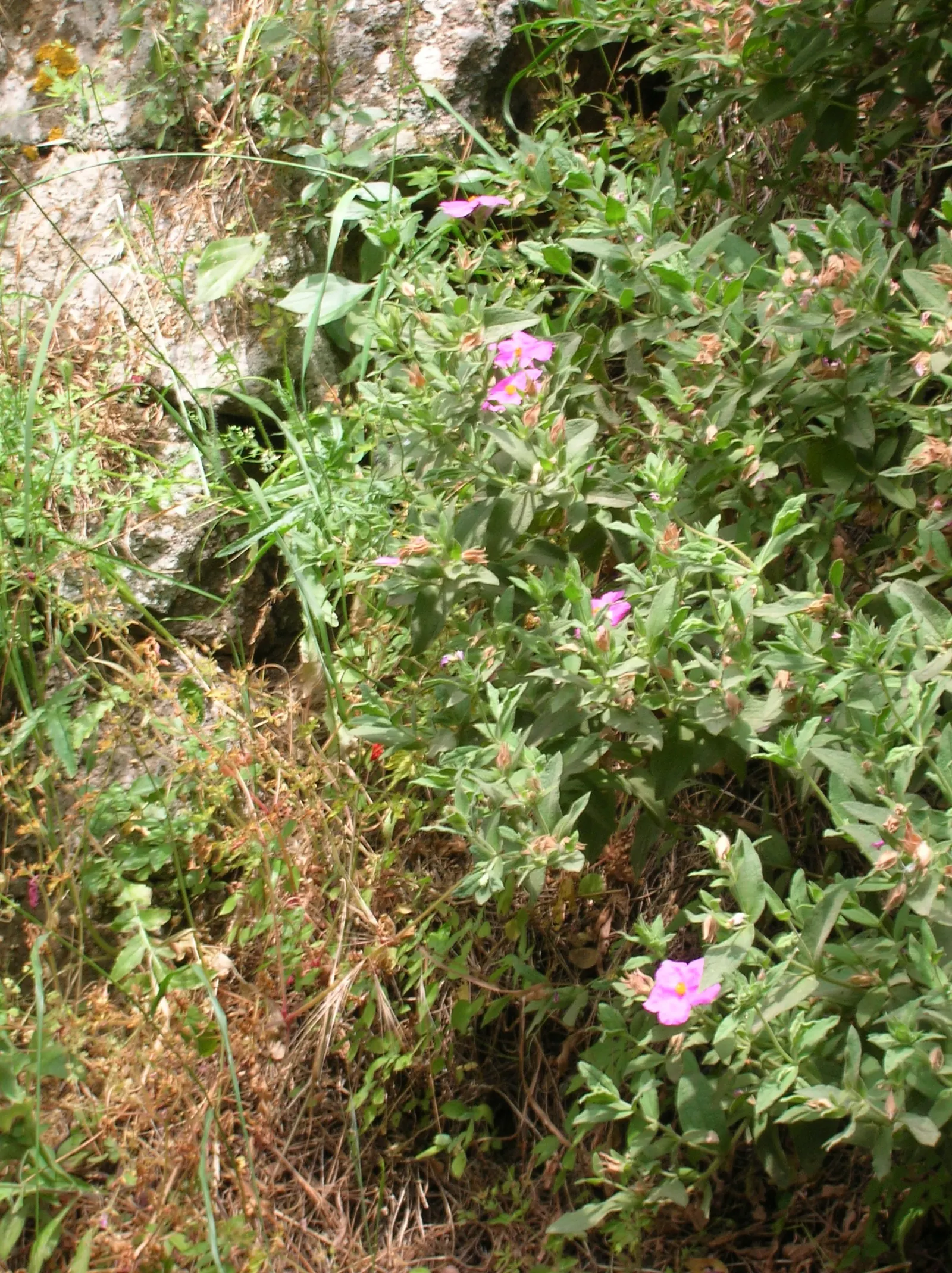 Rockrose (Cistus 'Mickie') — Ideal for Mediterranean-style gardens, it adds color and texture as a ground cover or low hedge; commonly referred to, image 44