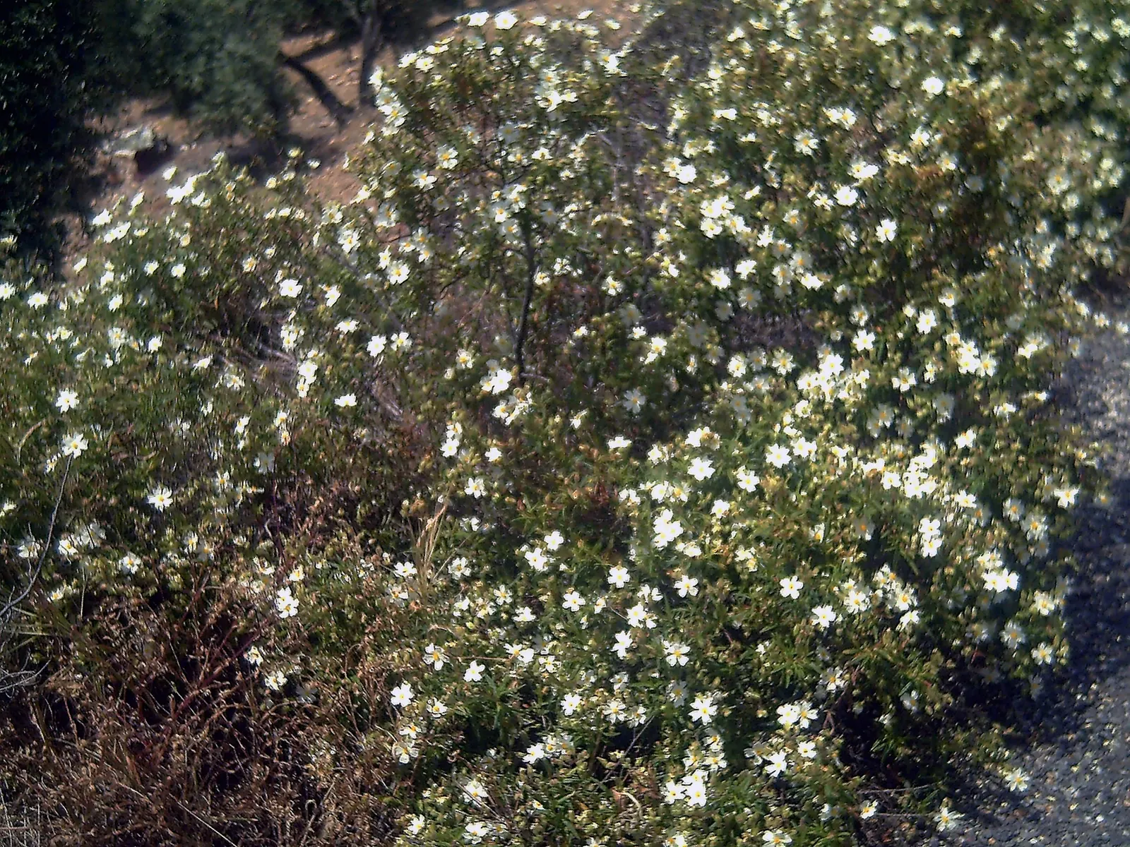 Rockrose (Cistus 'Mickie') — Growing up to 3 feet in height and 5 feet wide, its wavy, gray-green foliage is dense and sticky; its foliage is particularly