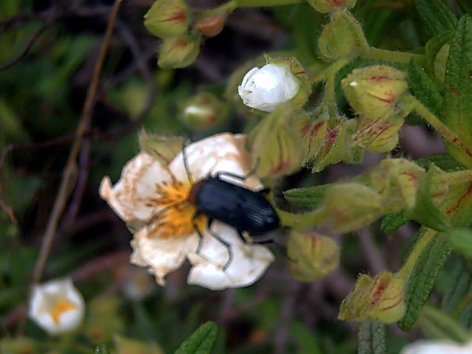 Rockrose (Cistus 'Mickie') — evergreen shrub known for its decorative and resilient characteristics