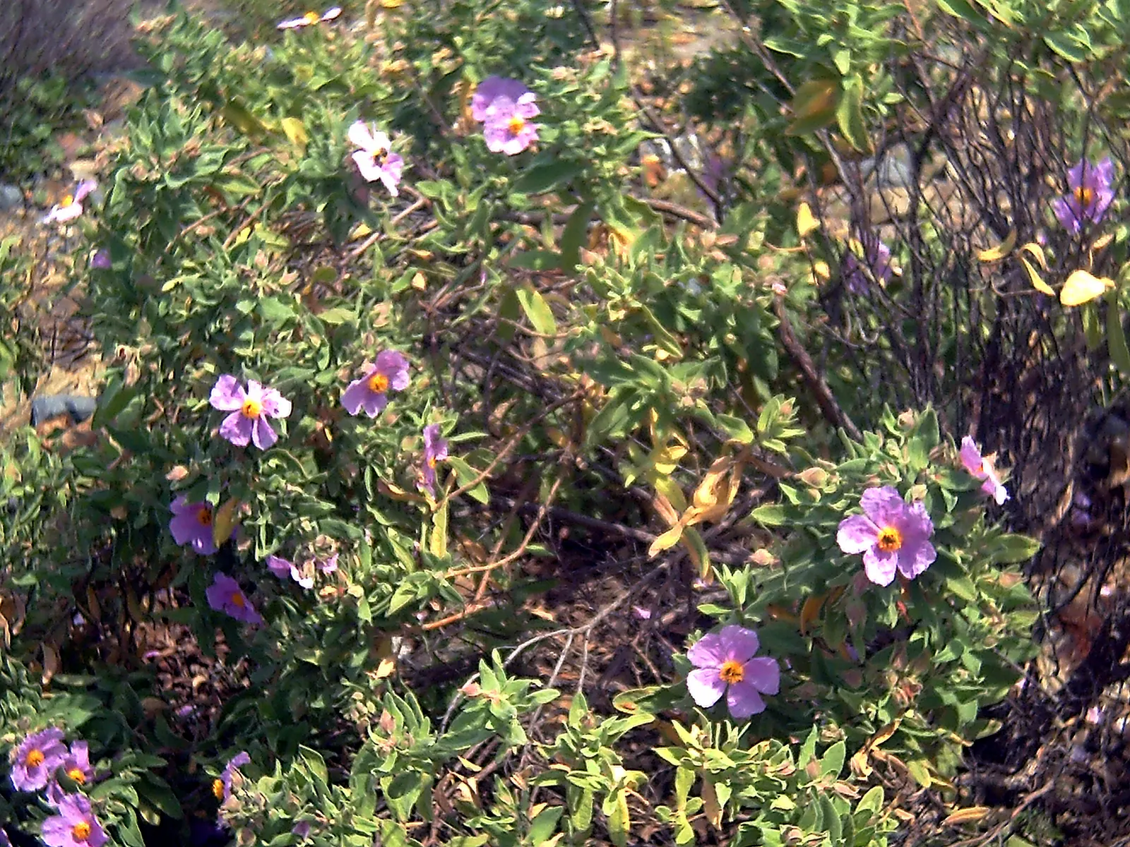 Rockrose (Cistus 'Mickie') — Cistus 'Mickie' thrives in full sun and prefers well-drained soil; the Cistus 'Mickie' is an evergreen shrub heralding vivid pink
