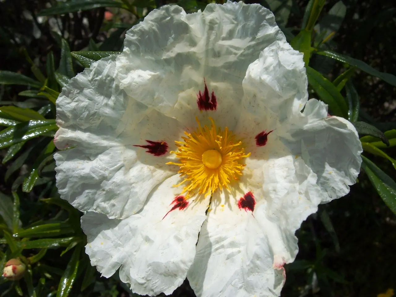 Rockrose (Cistus 'Mickie') — white flowers in the garden