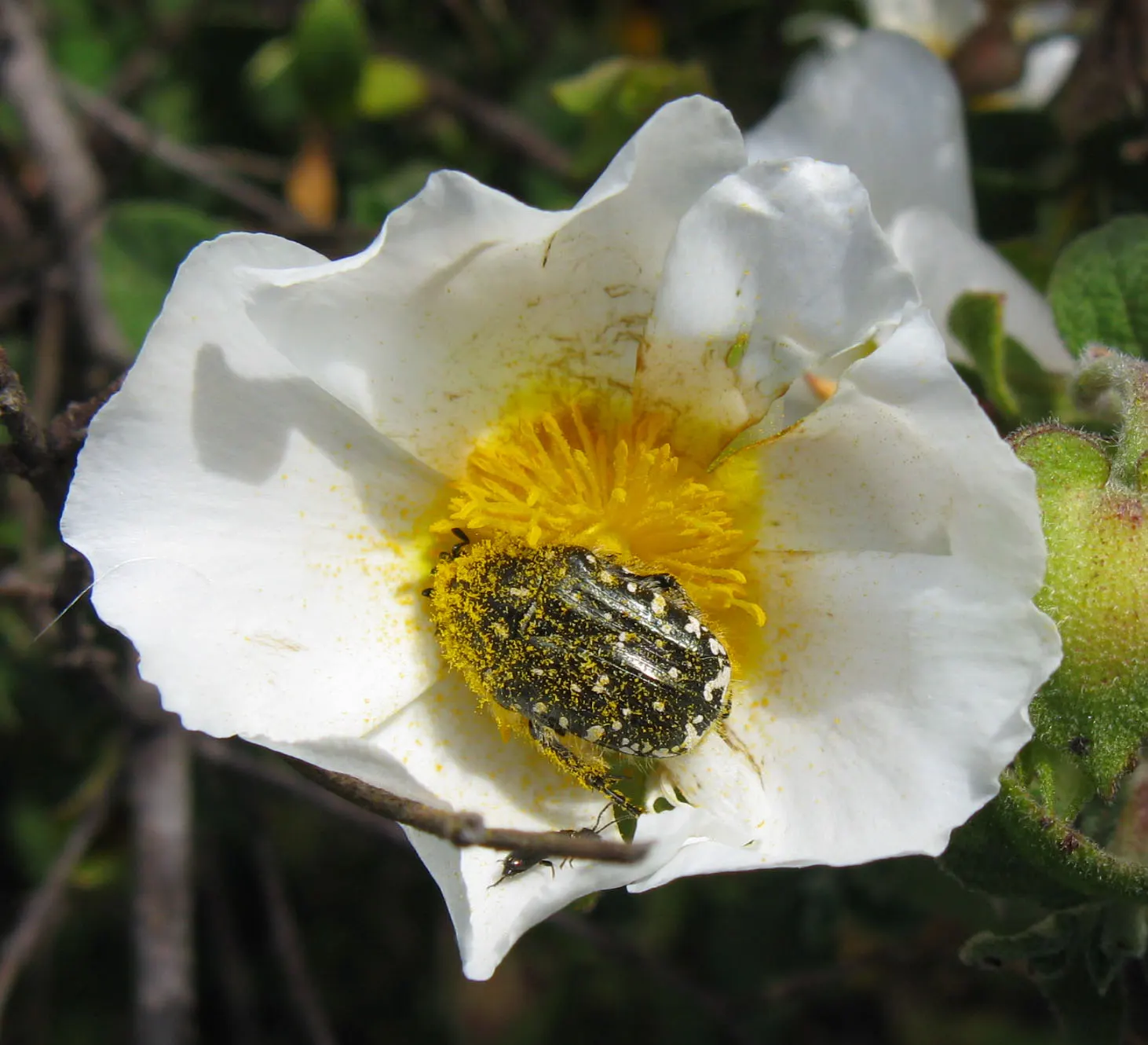 Rockrose (Cistus 'Mickie') — It is drought-tolerant once established; each blossom lasts only a day
