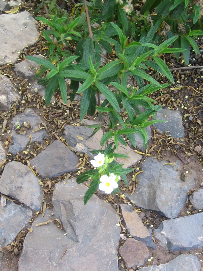 Rockrose (Cistus 'Mickie') — and low-maintenance nature answering a range of landscape design requirements