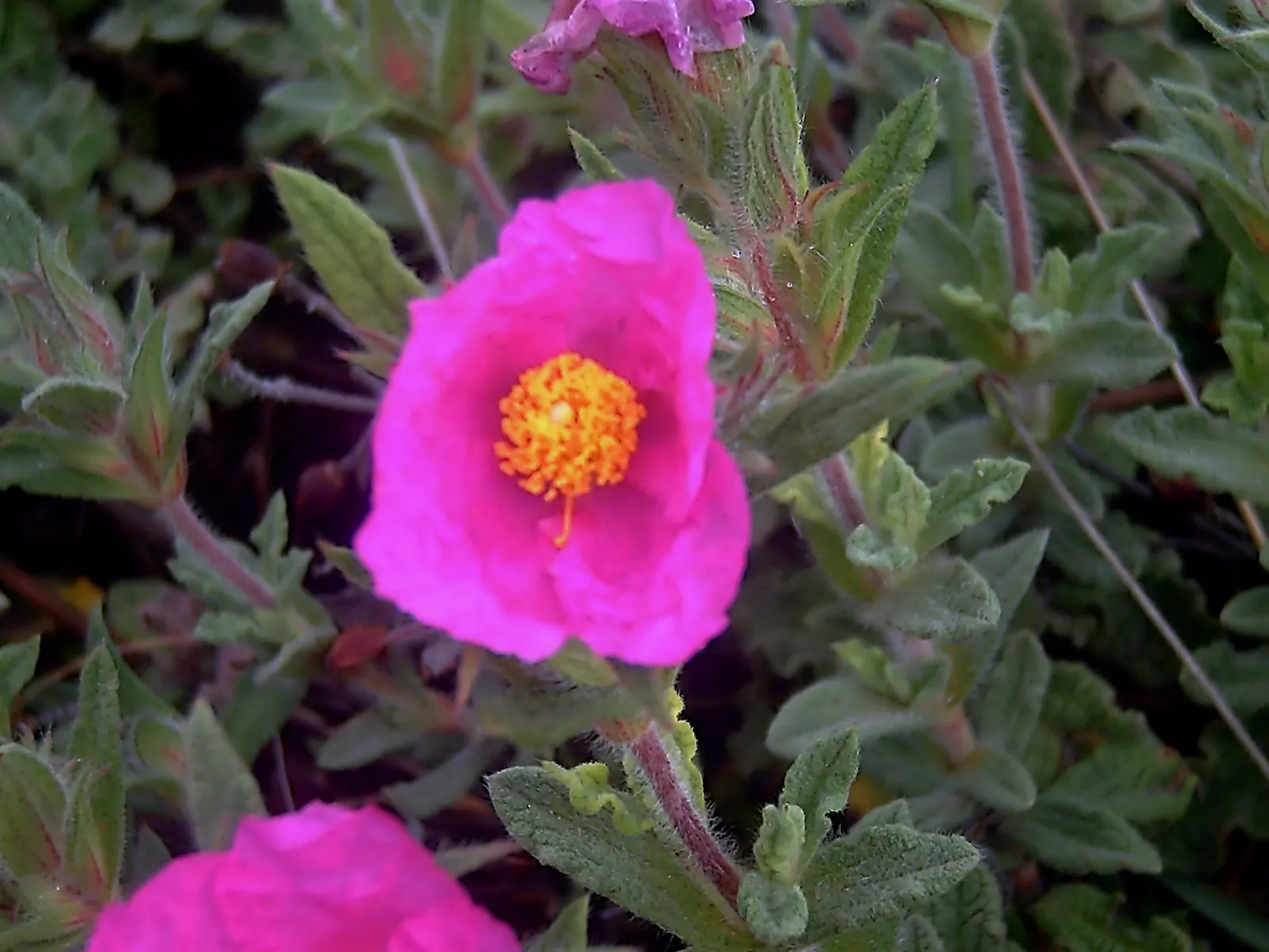 Rockrose (Cistus 'Mickie') — evergreen shrub known for its decorative and resilient characteristics; perennial with white blooms