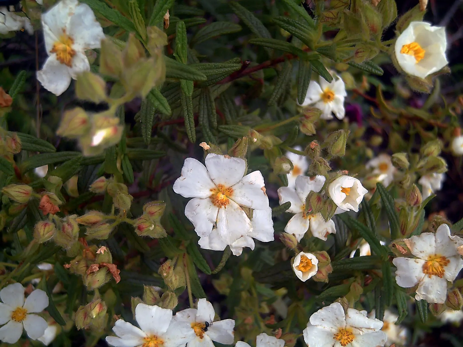 Rockrose (Cistus 'Mickie') — and it's also deer-resistant; growing up to 3 feet in height and 5 feet wide, its wavy, gray-green foliage is dense and sticky