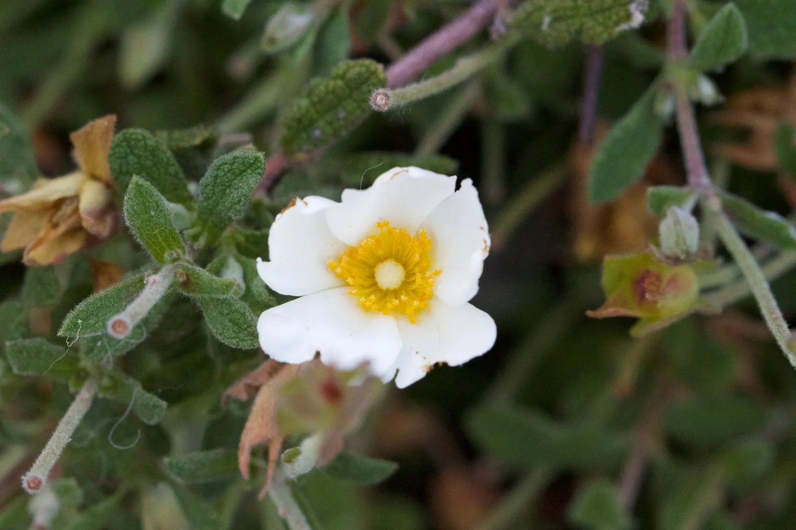 Rockrose (Cistus 'Mickie') — Each blossom lasts only a day