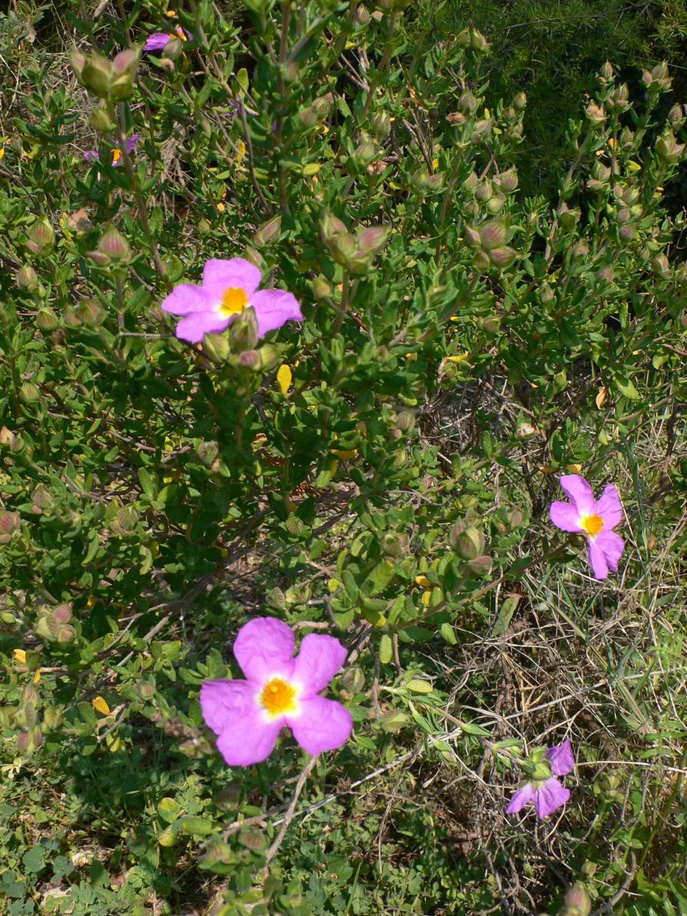 Rockrose (Cistus 'Mickie') — typically reaching 2 to 3 feet in height and spreading 2 to 4 feet wide