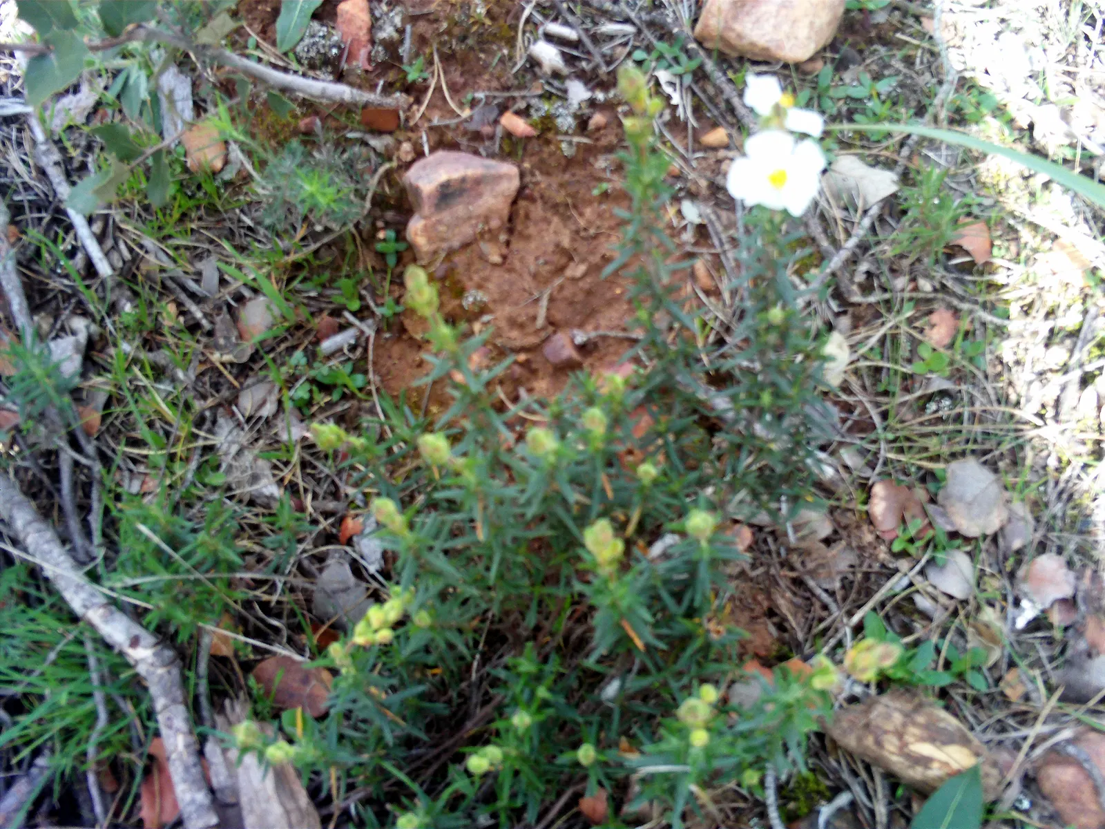 Rockrose (Cistus 'Mickie') — which makes it suitable for small gardens or as part of a mixed border; making it an excellent choice for adding texture and color