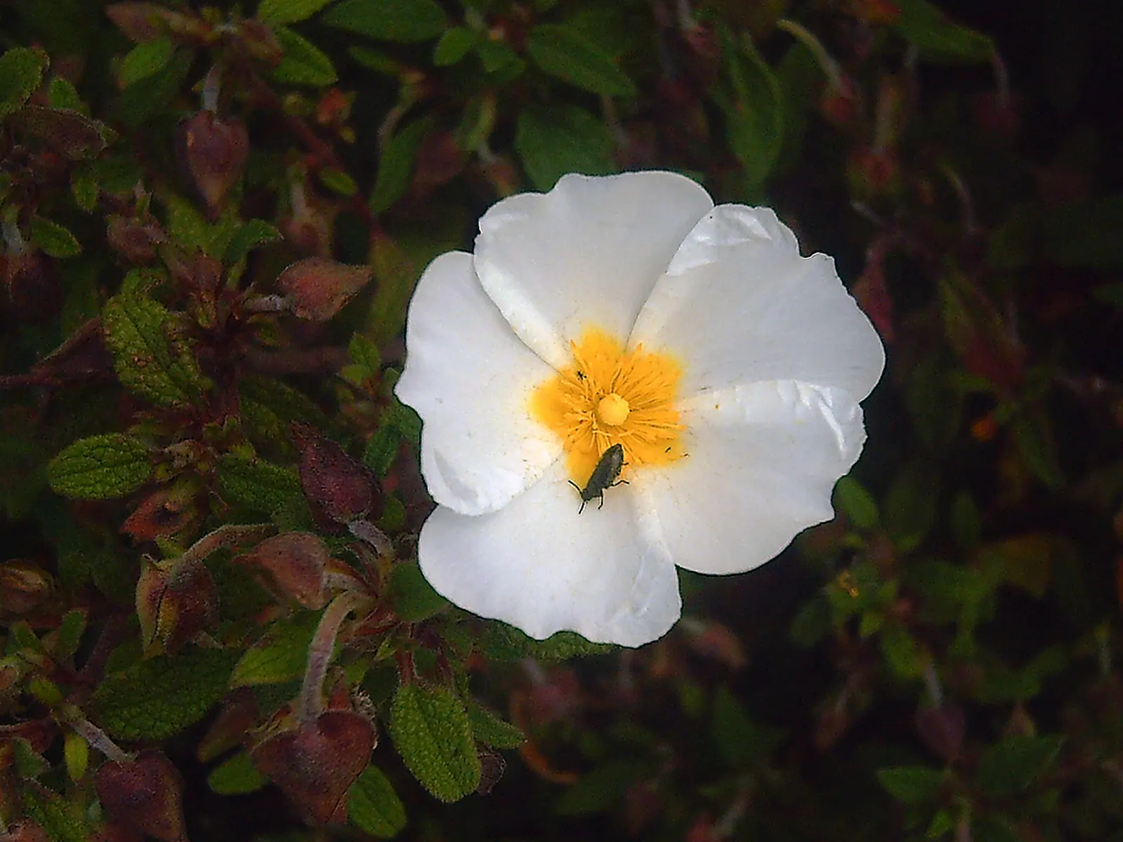 Rockrose (Cistus 'Mickie') — making it an excellent choice for adding texture and color to your landscape design
