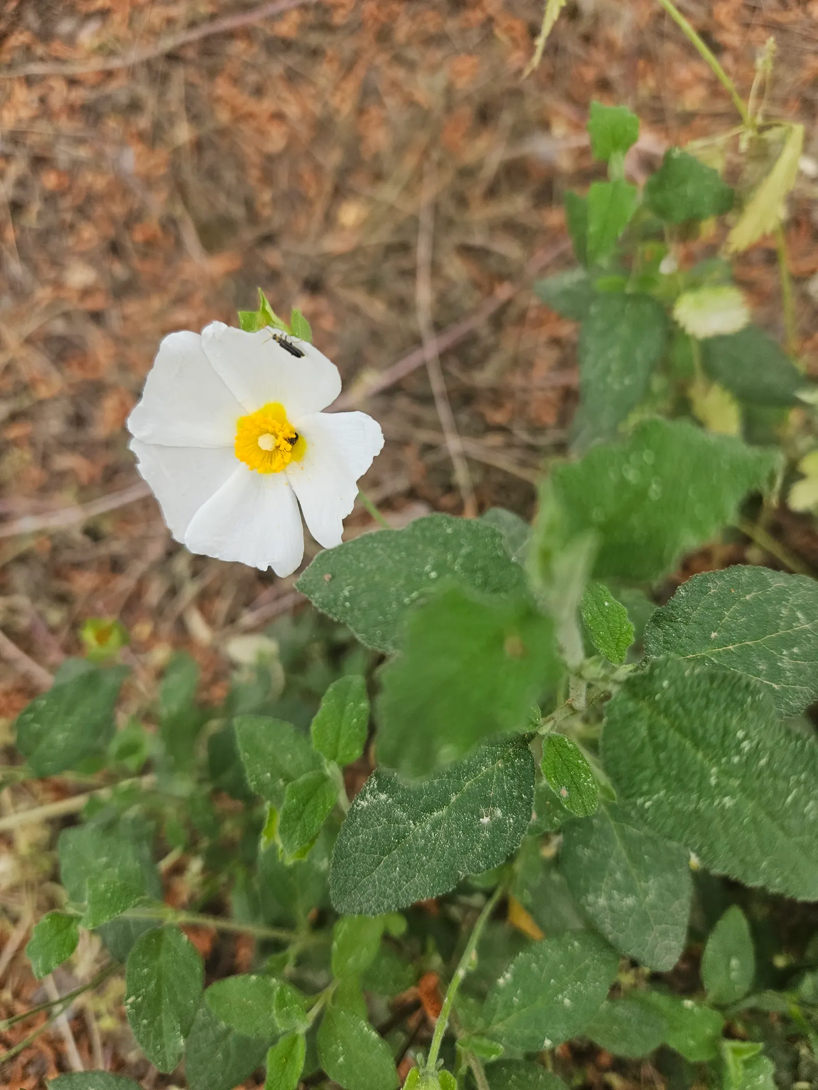 Rockrose (Cistus 'Mickie') — Its foliage is particularly attractive; the leaves are dark green