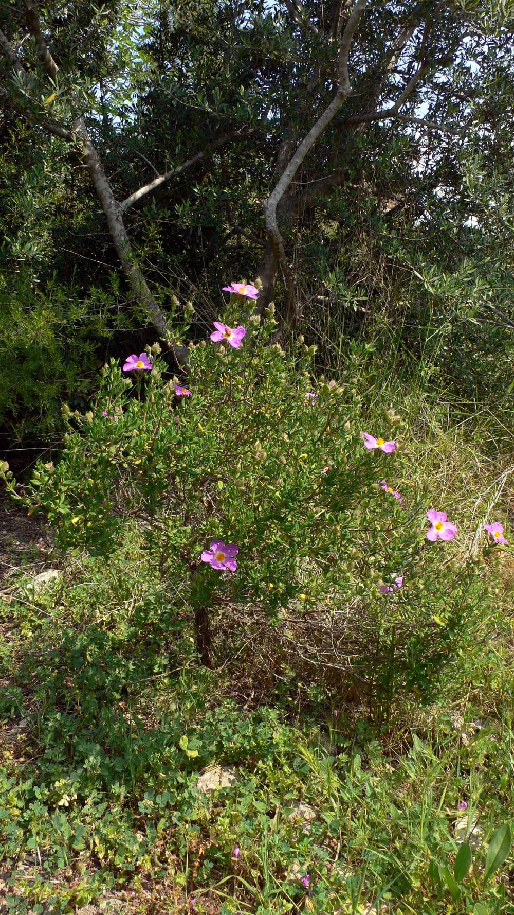 Rockrose (Cistus 'Mickie') — Growing up to 3 feet in height and 5 feet wide, its wavy, gray-green foliage is dense and sticky