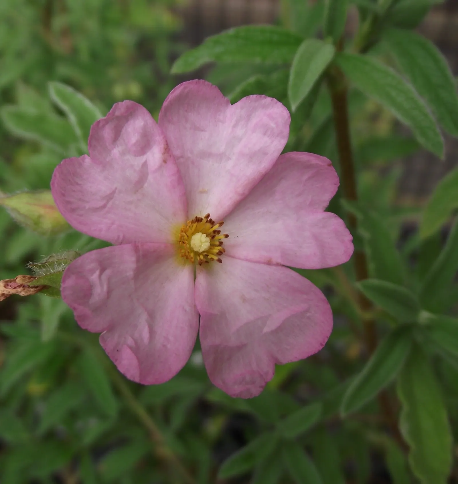 Rockrose (Cistus 'Mickie') — The Cistus 'Mickie' is an evergreen shrub heralding vivid pink flowers with a maroon base