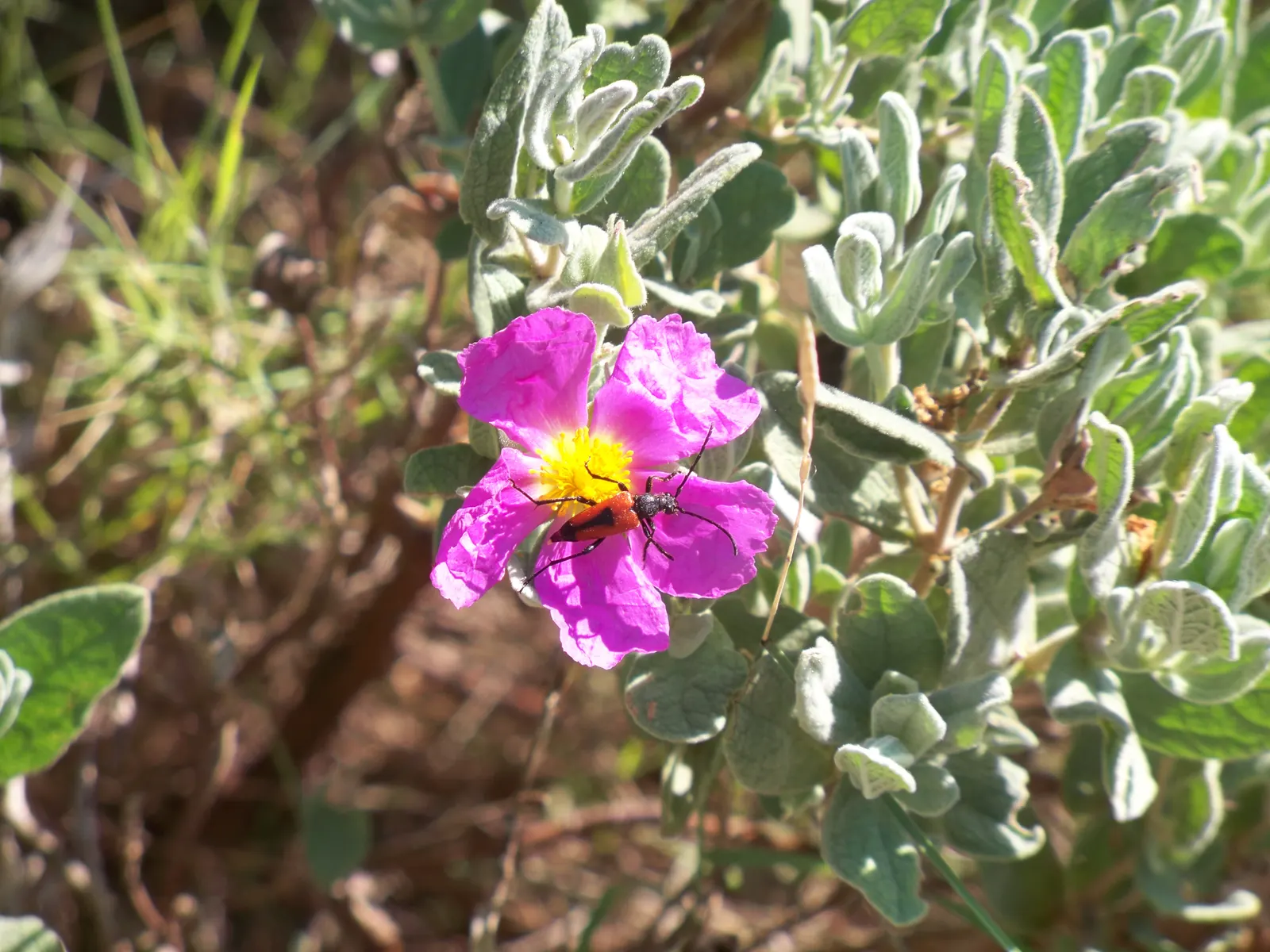 Rockrose (Cistus 'Mickie') — and it's also deer-resistant