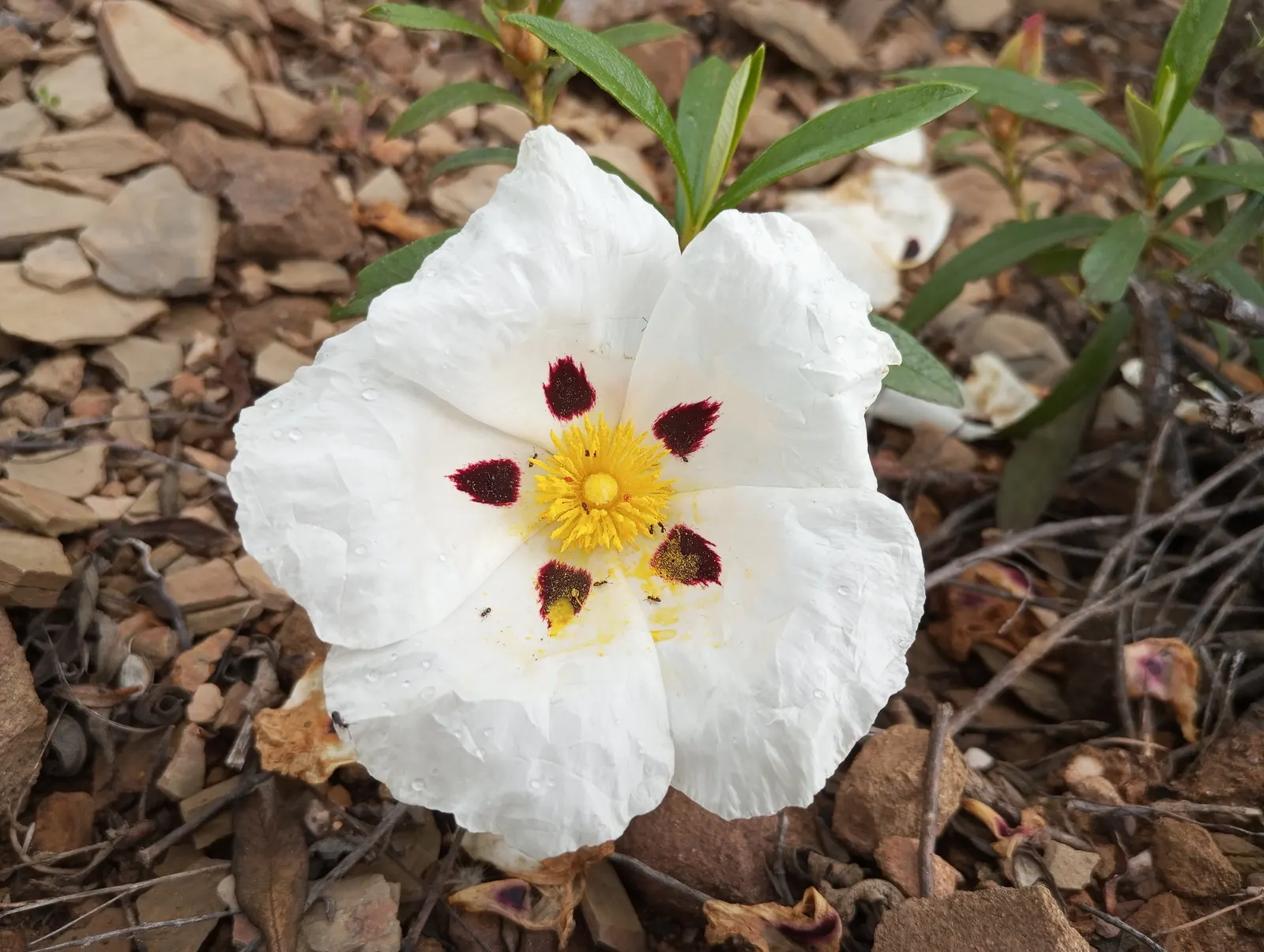 Rockrose (Cistus 'Mickie') — Ideal for Mediterranean-style gardens, it adds color and texture as a ground cover or low hedge