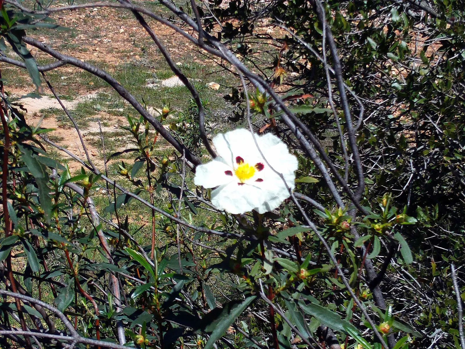 Rockrose (Cistus 'Mickie') — reducing the need for frequent watering