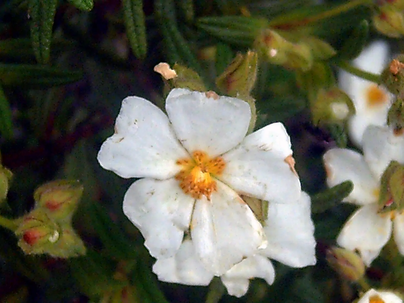 Rockrose (Cistus 'Mickie') — Growing up to 3 feet in height and 5 feet wide, its wavy, gray-green foliage is dense and sticky; its foliage is, image 42