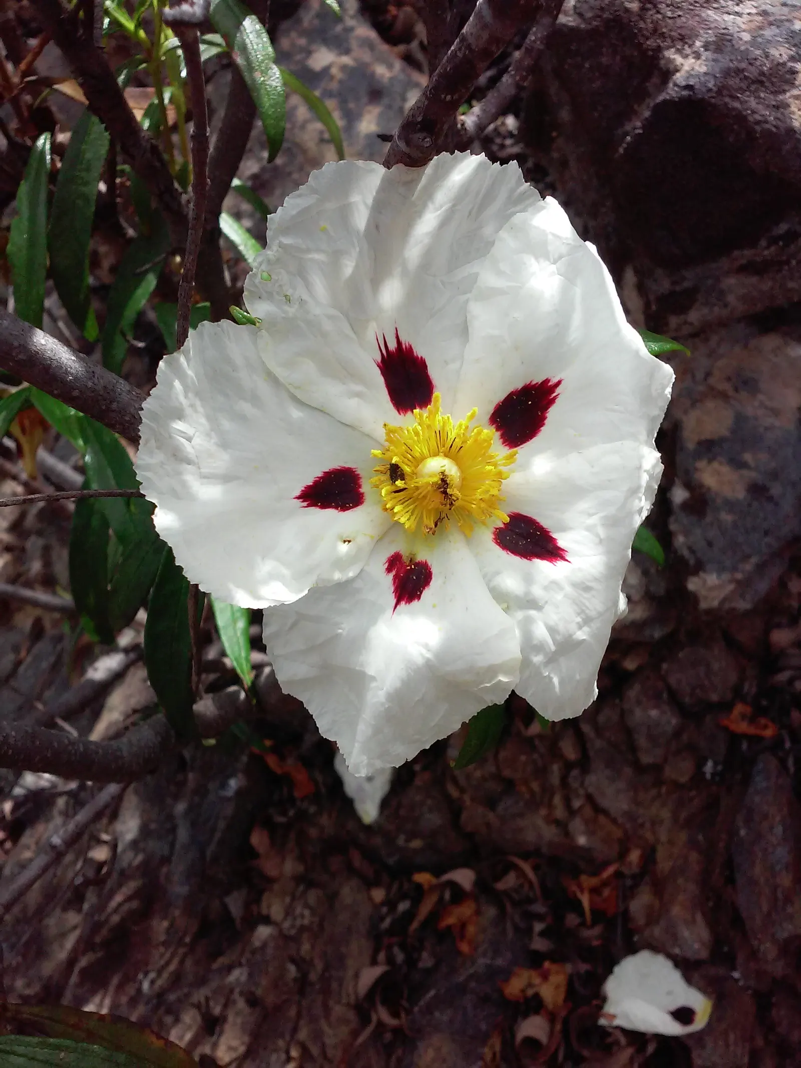 Rockrose (Cistus 'Mickie') — Cistus 'Mickie' thrives in full sun and prefers well-drained soil