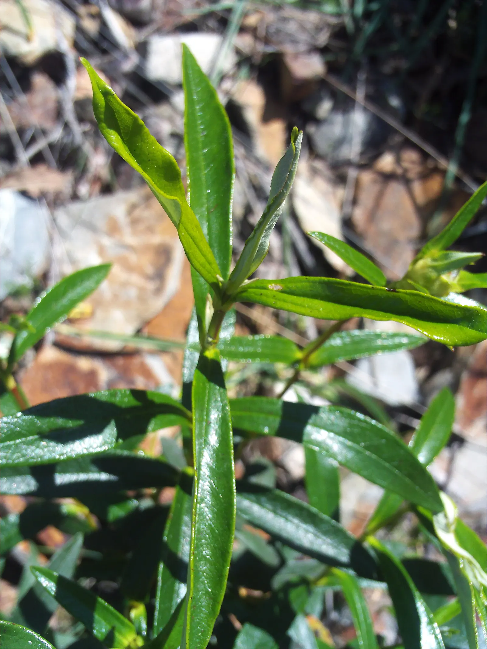 Rockrose (Cistus 'Mickie') — Ideal for Mediterranean-style gardens, it adds color and texture as a ground cover or low hedge; commonly referred to as Rockrose