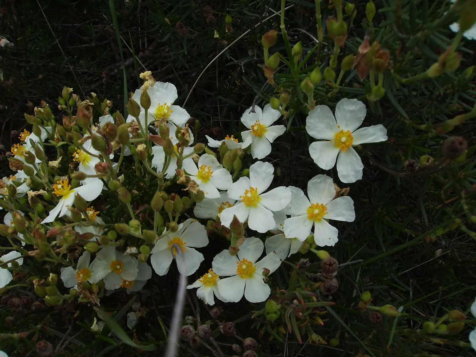 Rockrose (Cistus 'Mickie') — typically reaching 2 to 3 feet in height and spreading 2 to 4 feet wide; perennial for full