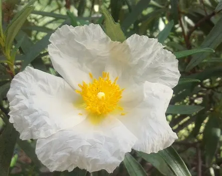 Rockrose (Cistus 'Mickie') — perennial for full