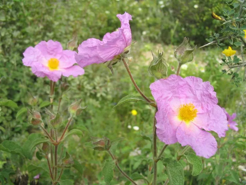 Rockrose (Cistus 'Mickie') — Each blossom lasts only a day; it is drought-tolerant once established