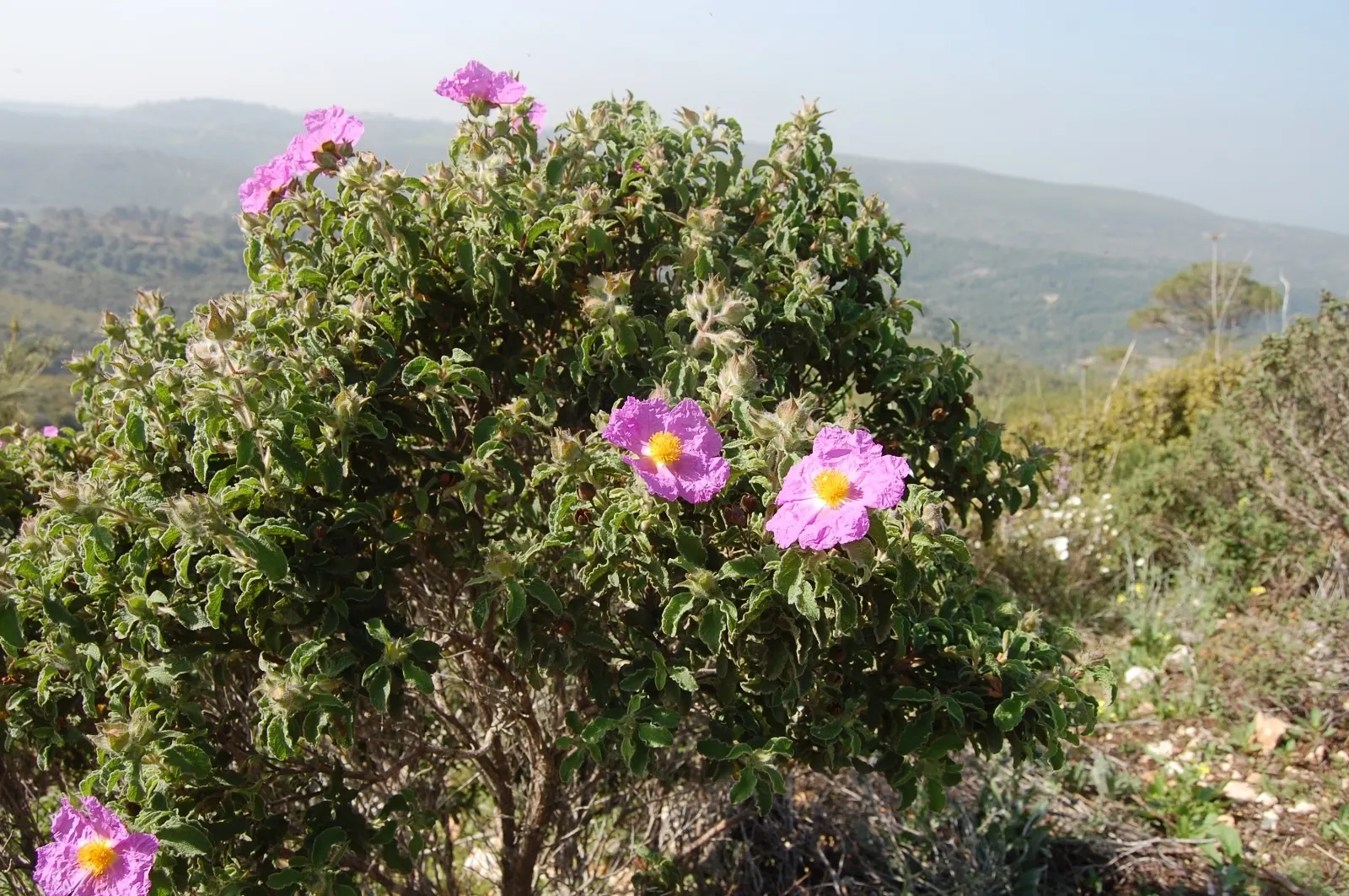 Rockrose (Cistus 'Mickie') — commonly referred to as Rockrose
