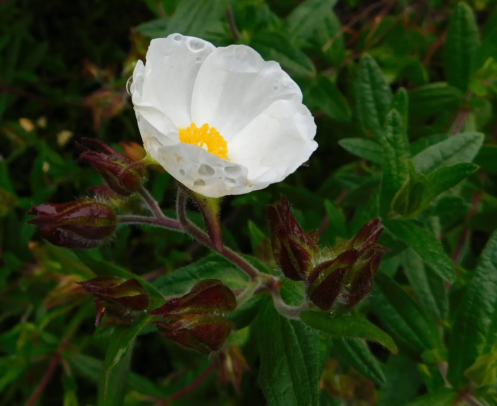 Rockrose (Cistus 'Mickie') — This rockrose thrives in full sun and well-drained soil, being drought-tolerant once established